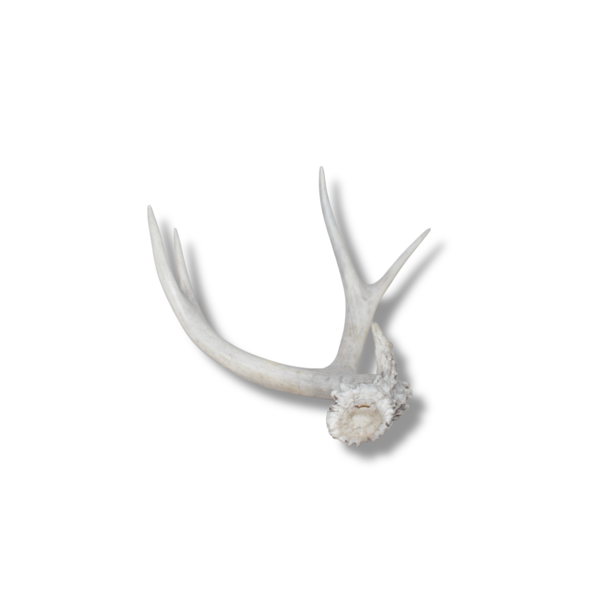 Mule Deer Antler | 30