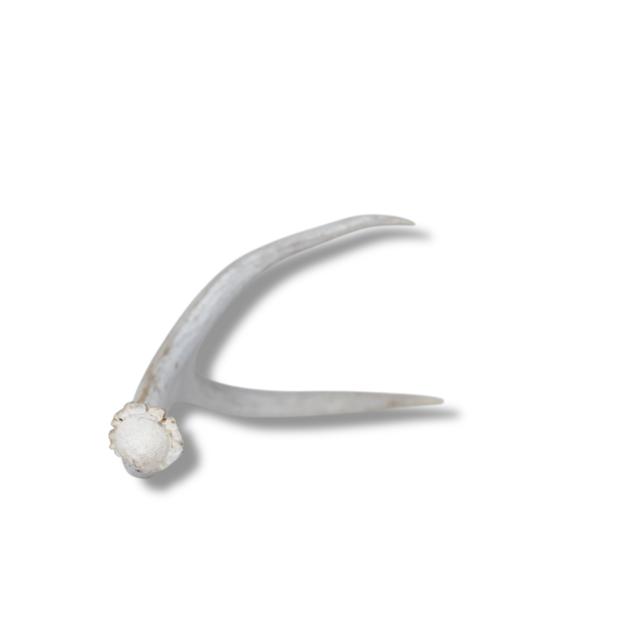Mule Deer Antler | Small Size | 32