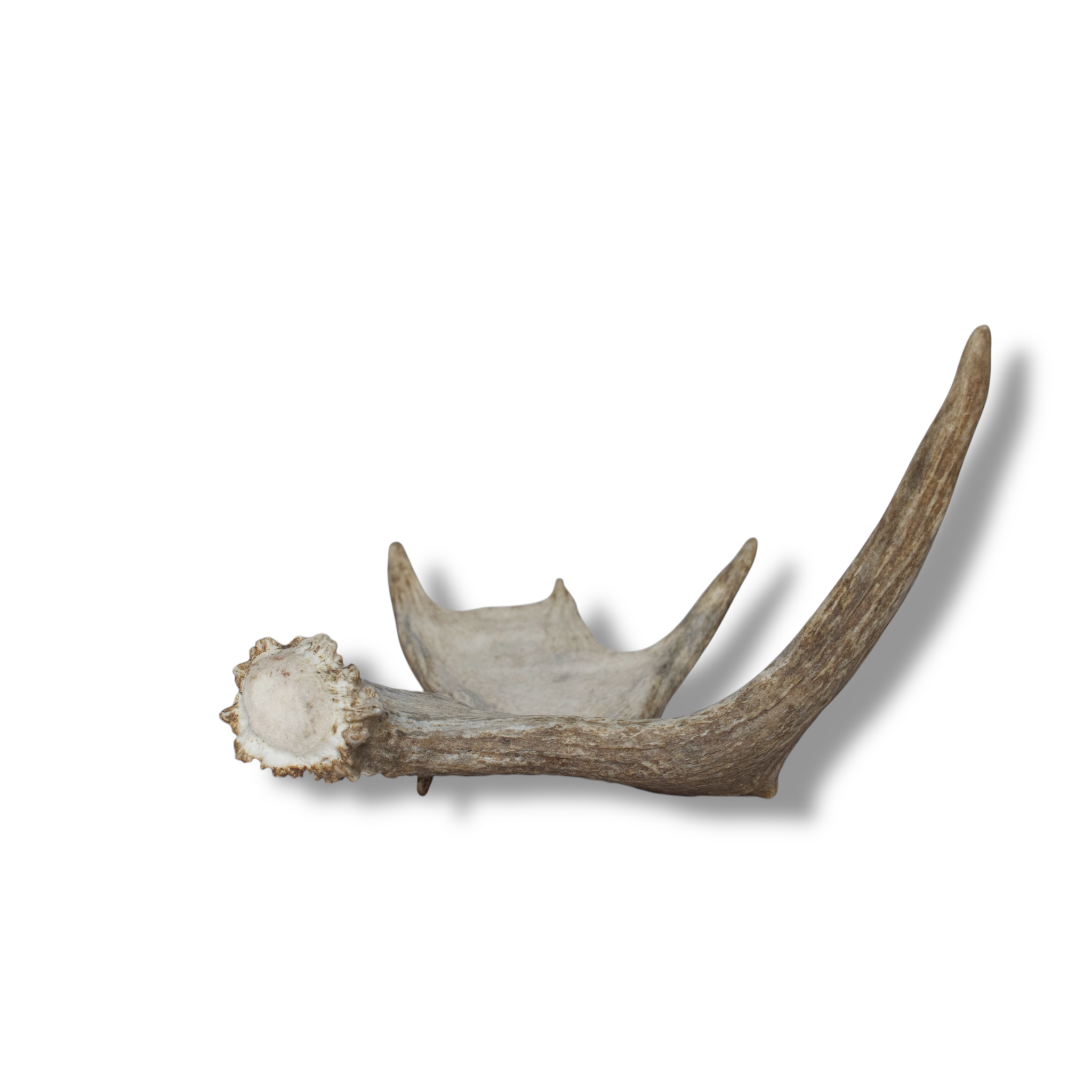 Moose Antler | Small Size | 03