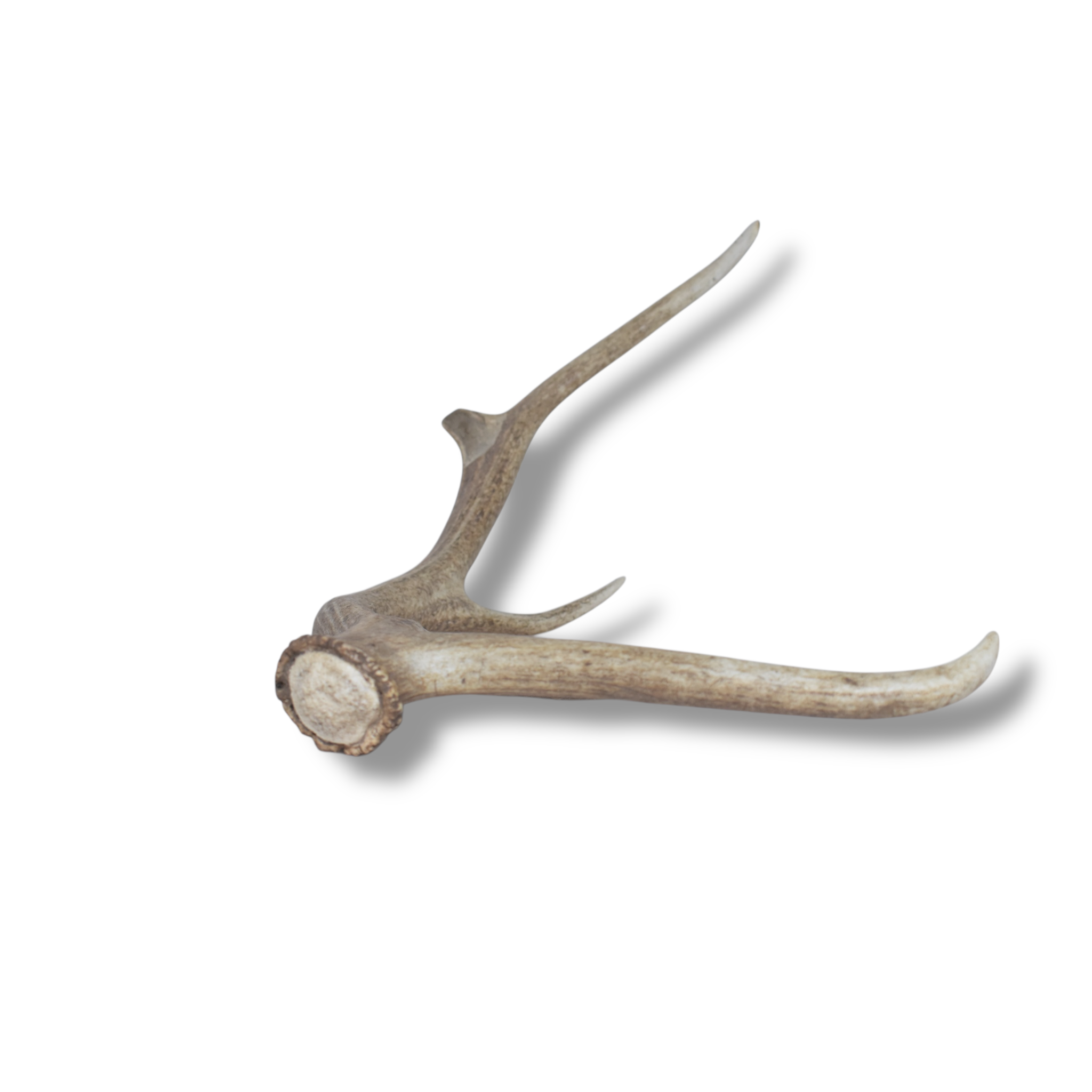 Elk Antler | Medium Size | 32