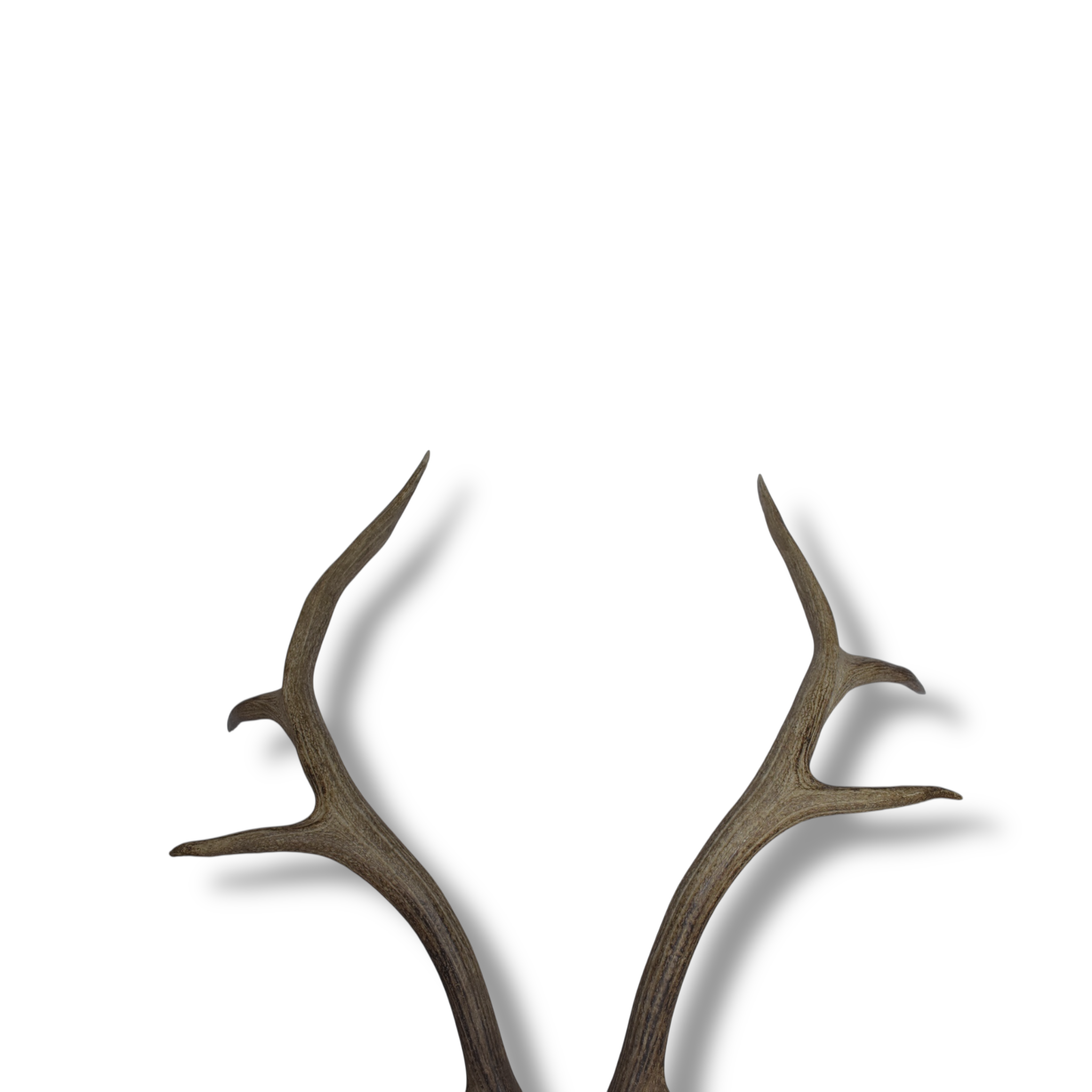 Elk Antler Set | 54
