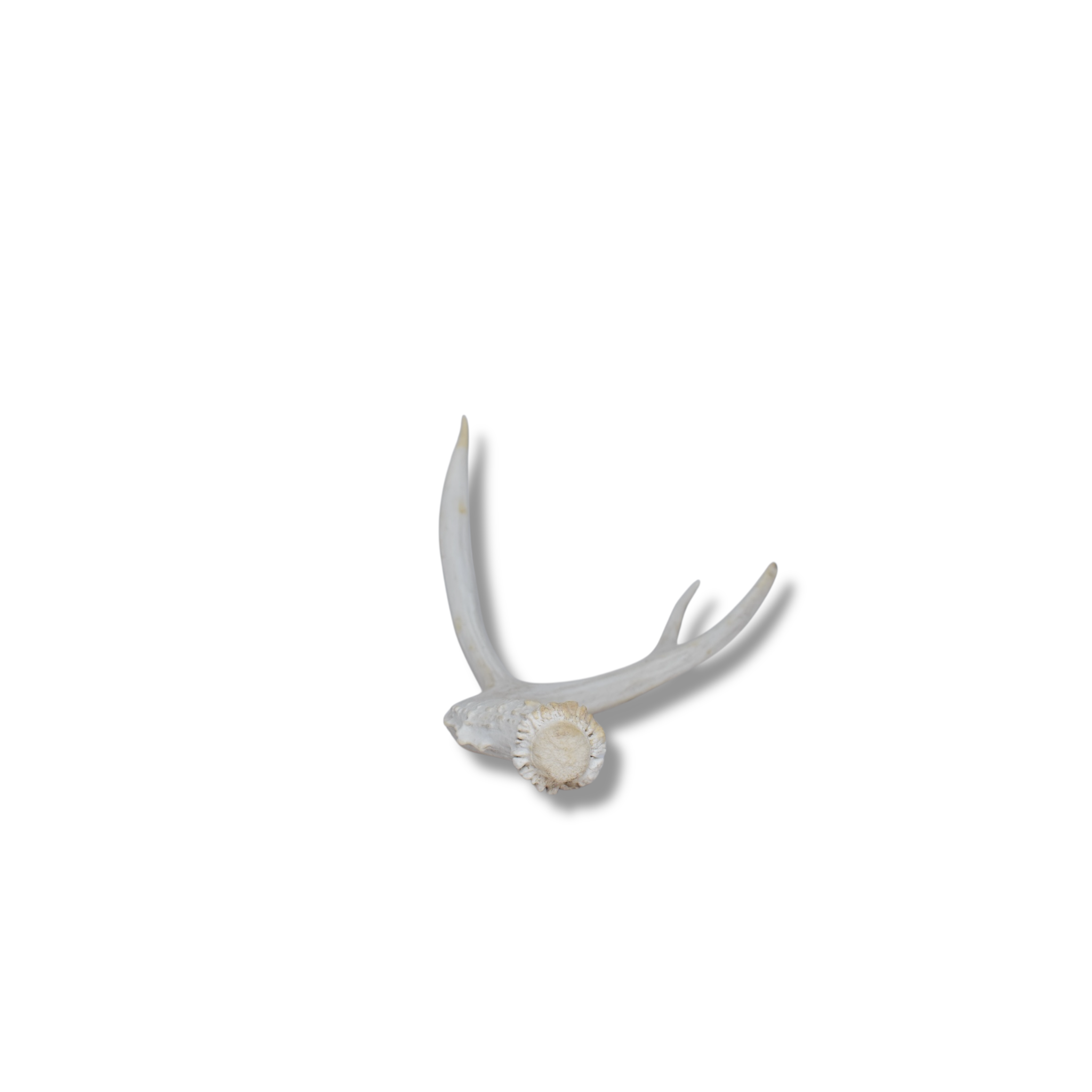 Mule Deer Antler | Medium Size | 41
