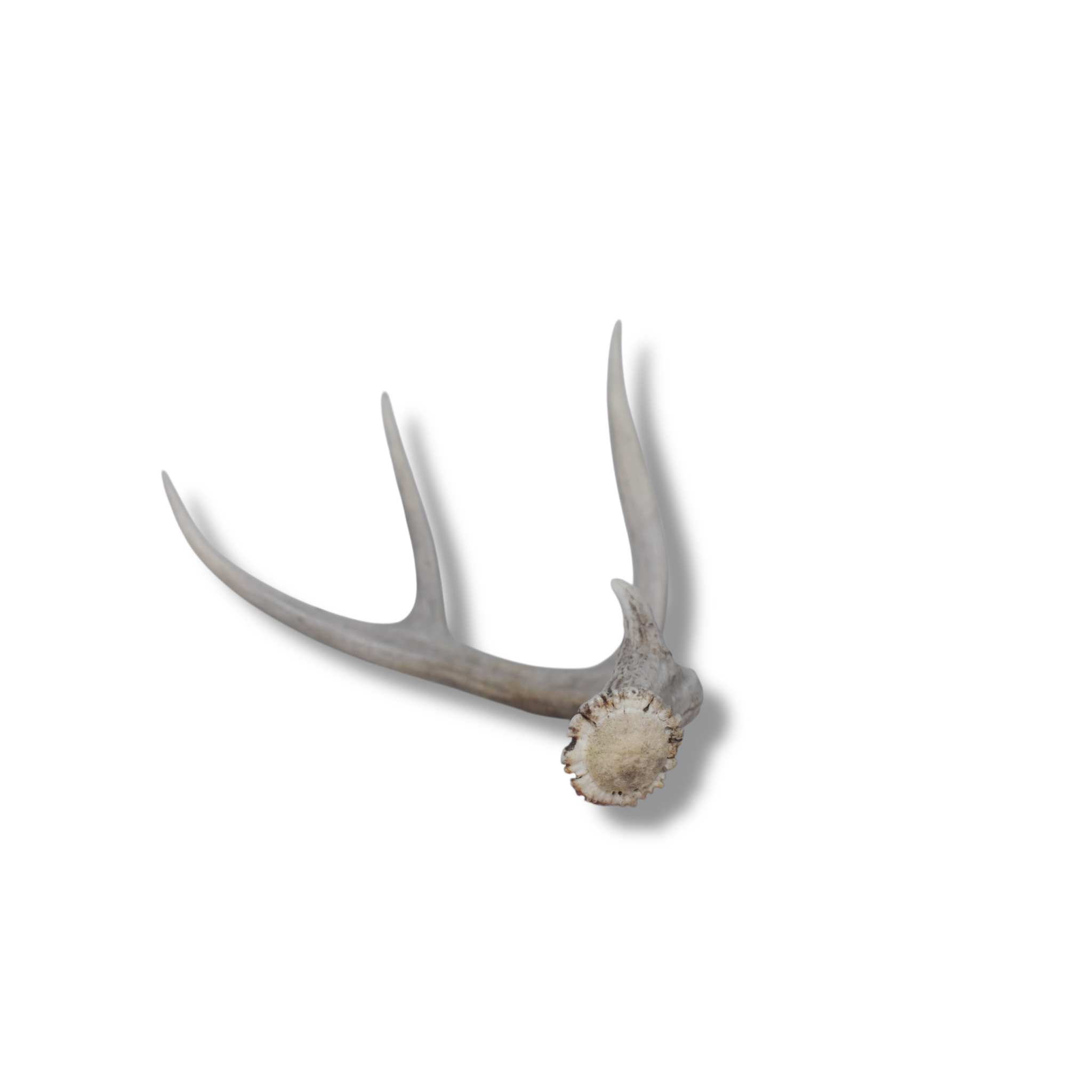 Mule Deer Antler | Medium Size | 42
