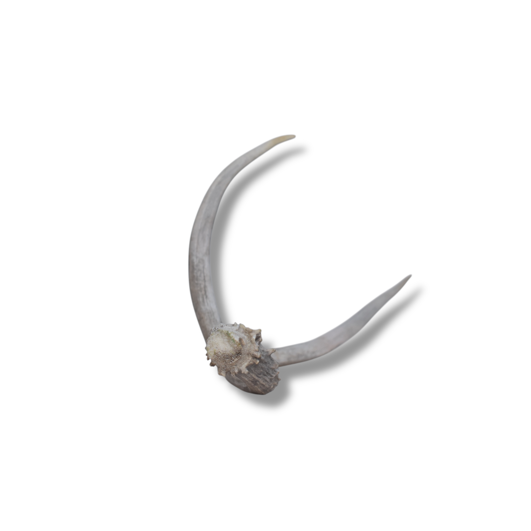 Mule Deer Antler | Large Size | 45