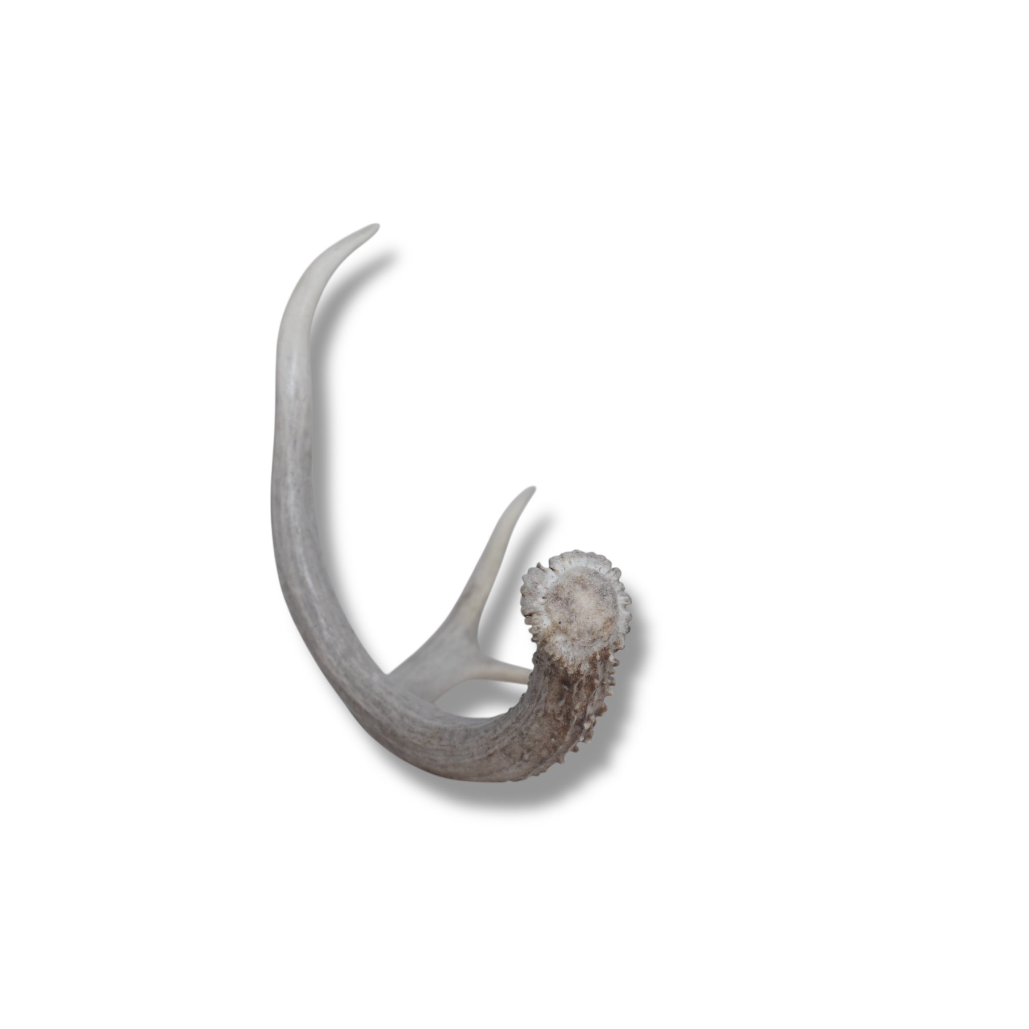 Mule Deer Antler | Small Size | 52