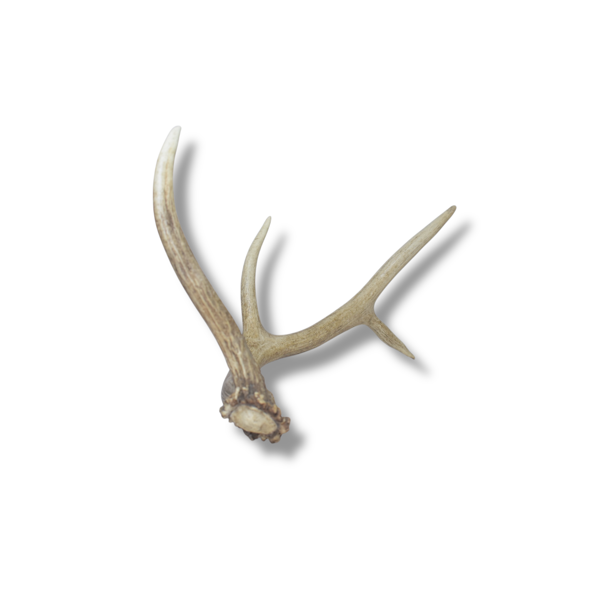 Elk Antler | Medium Size | 56