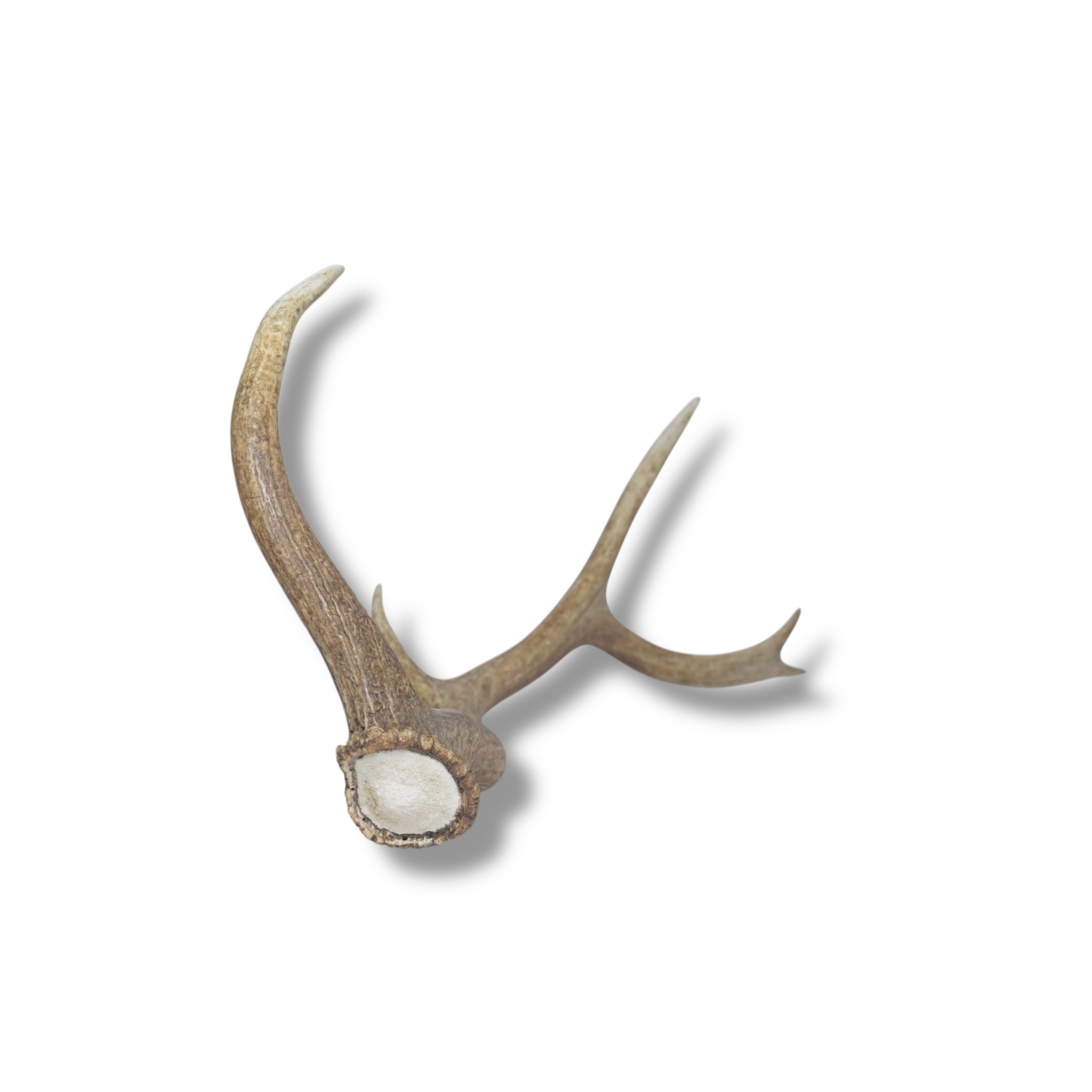 Elk Antler | 57