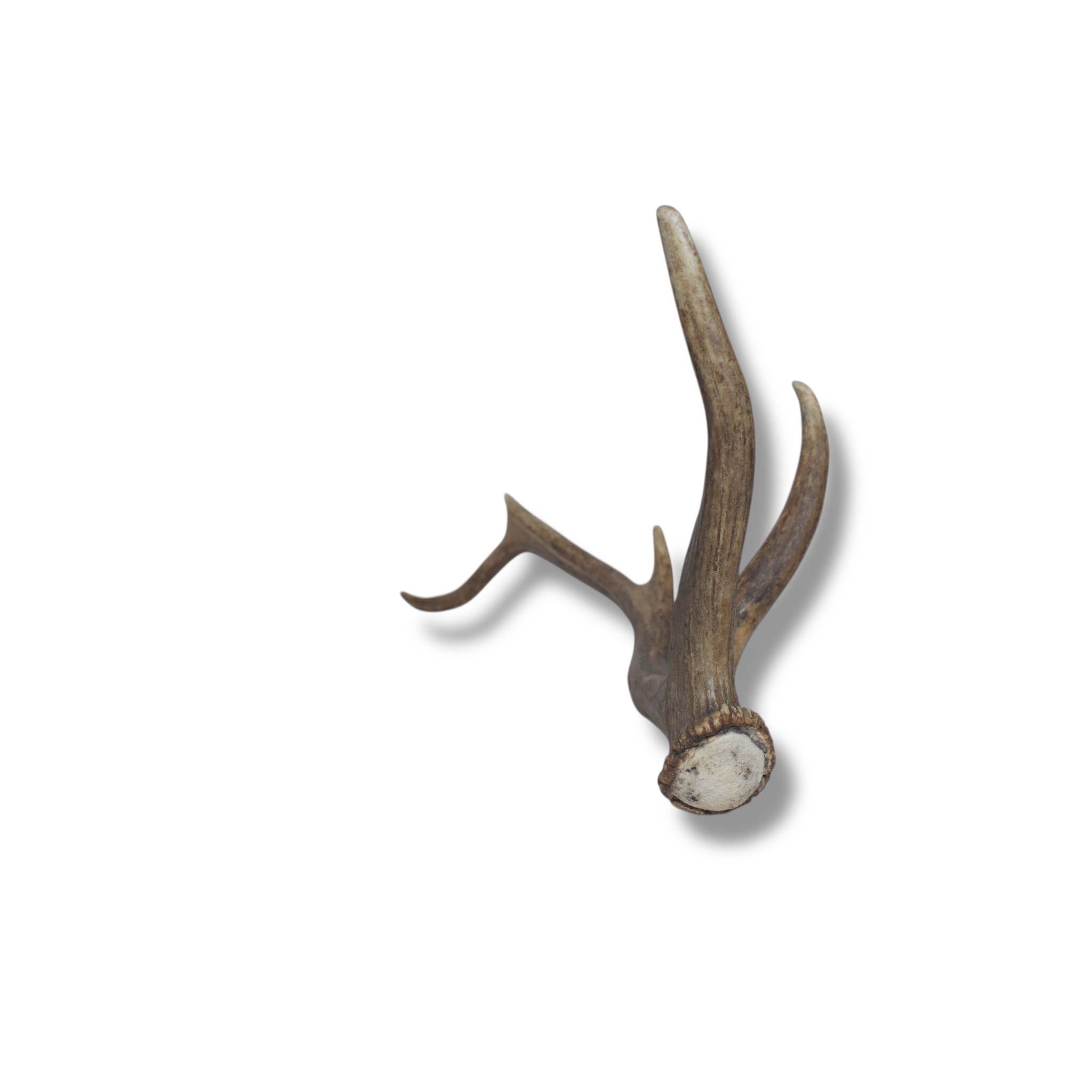 Elk Antler | Medium Size | 63