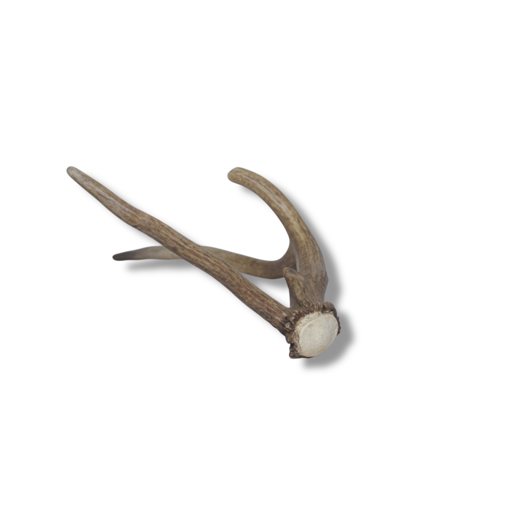 Elk Antler | Small Size | 61