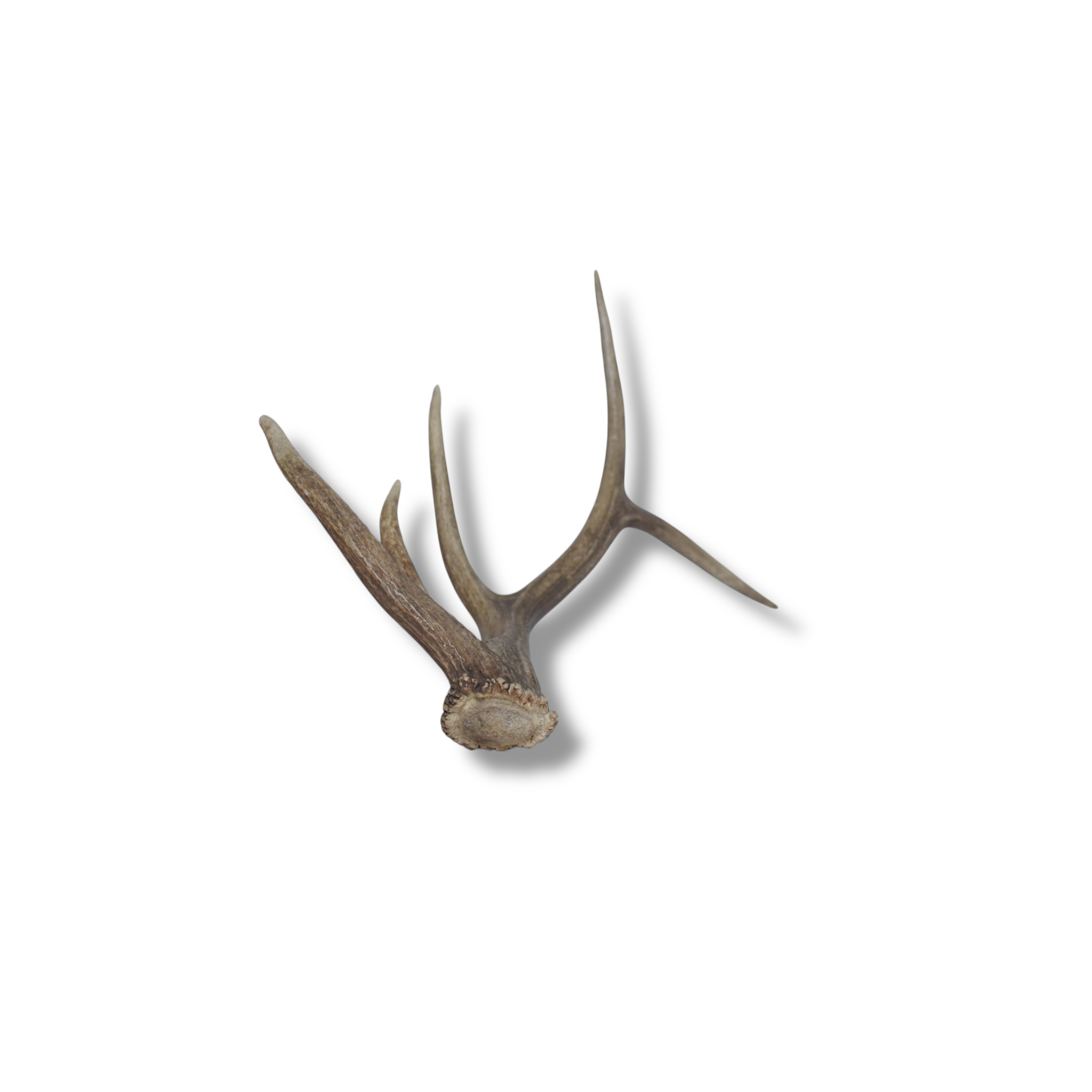 Elk Antler | Small Size | 60