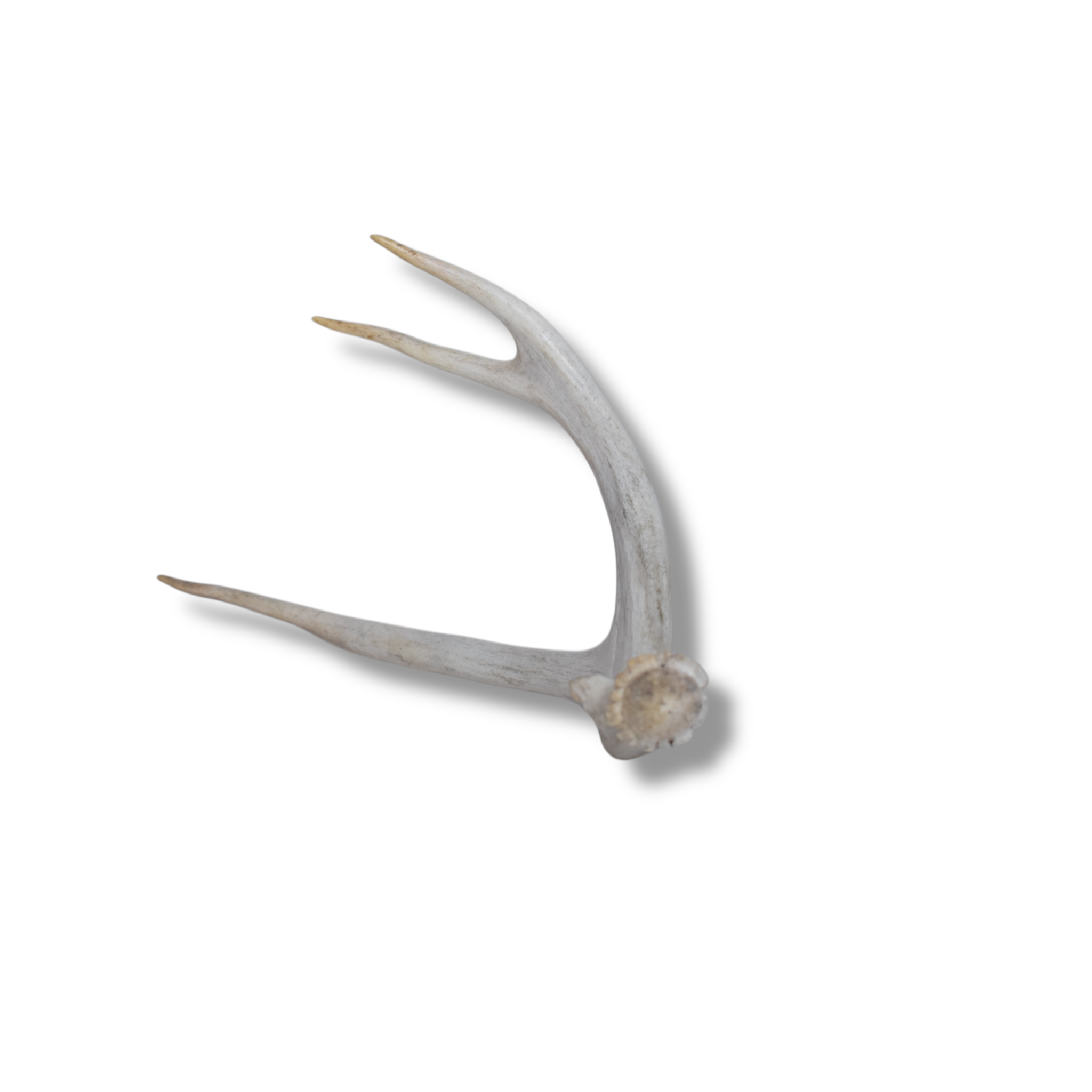 Mule Deer Antler | Large Size | 40