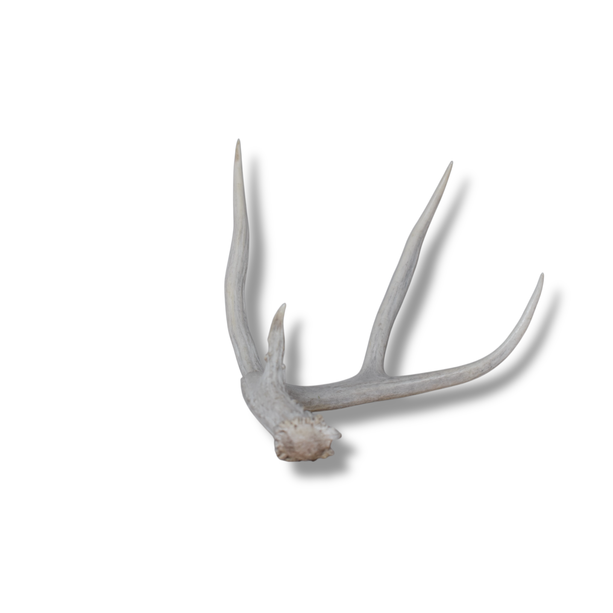 Mule Deer Antler | 36