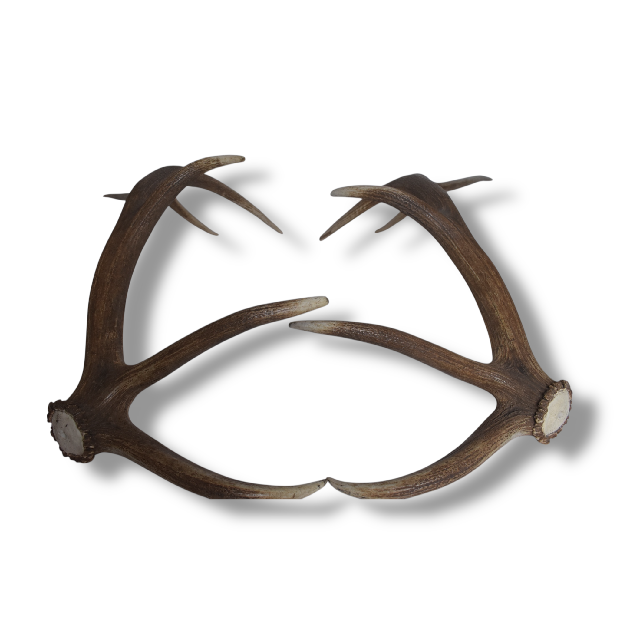 Elk Antler Set | 53