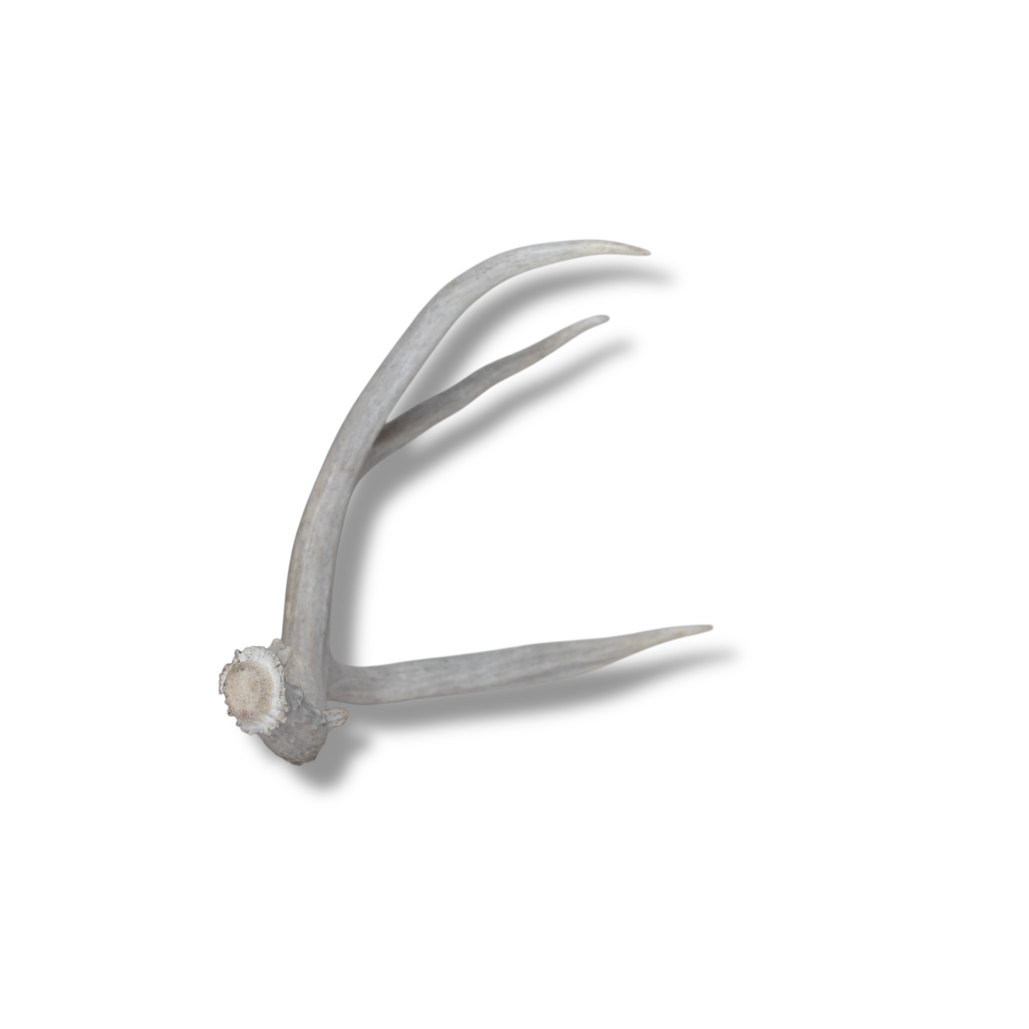 Mule Deer Antler | Medium Size | 22