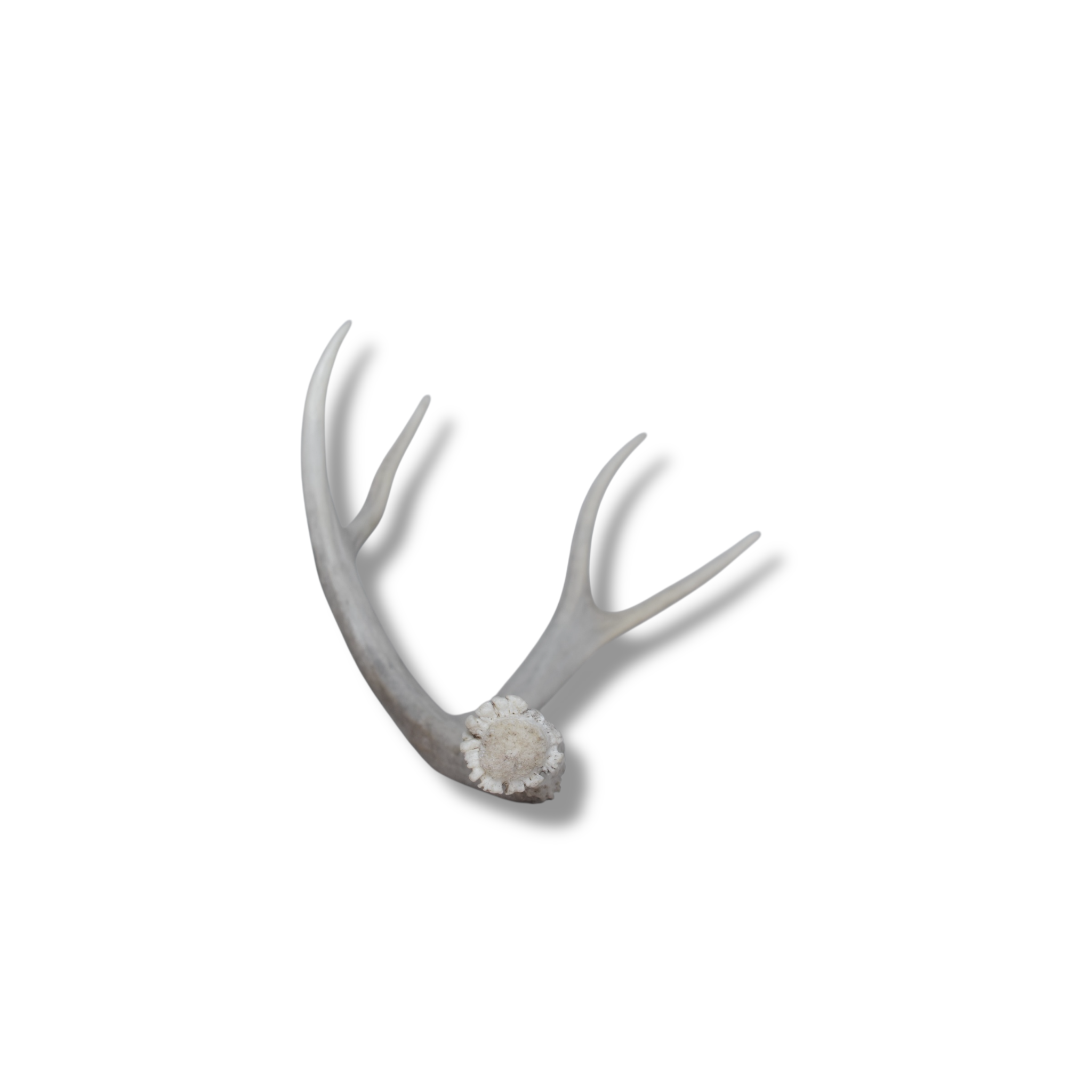 Mule Deer Antler | Medium Size | 51
