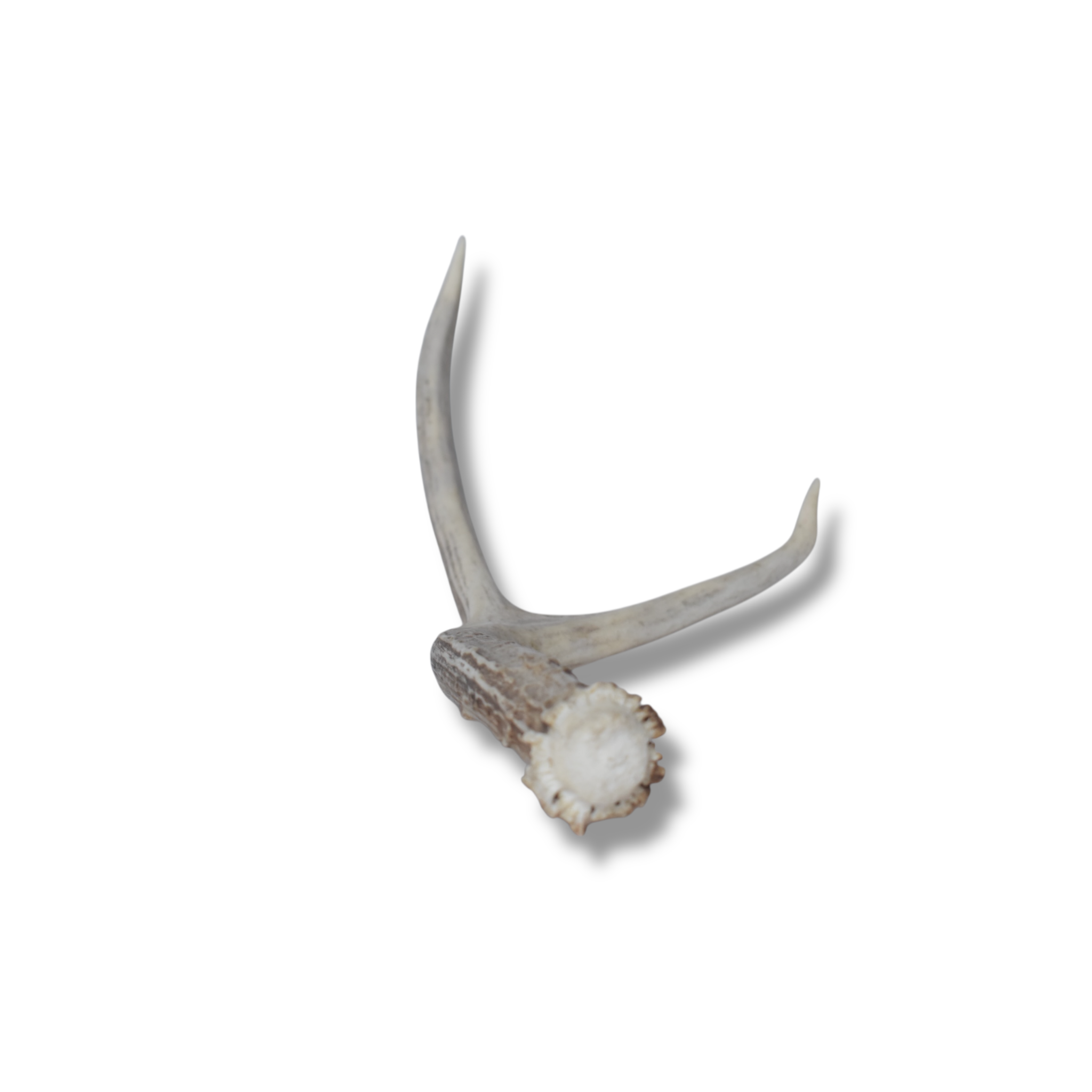 Mule Deer Antler | 47