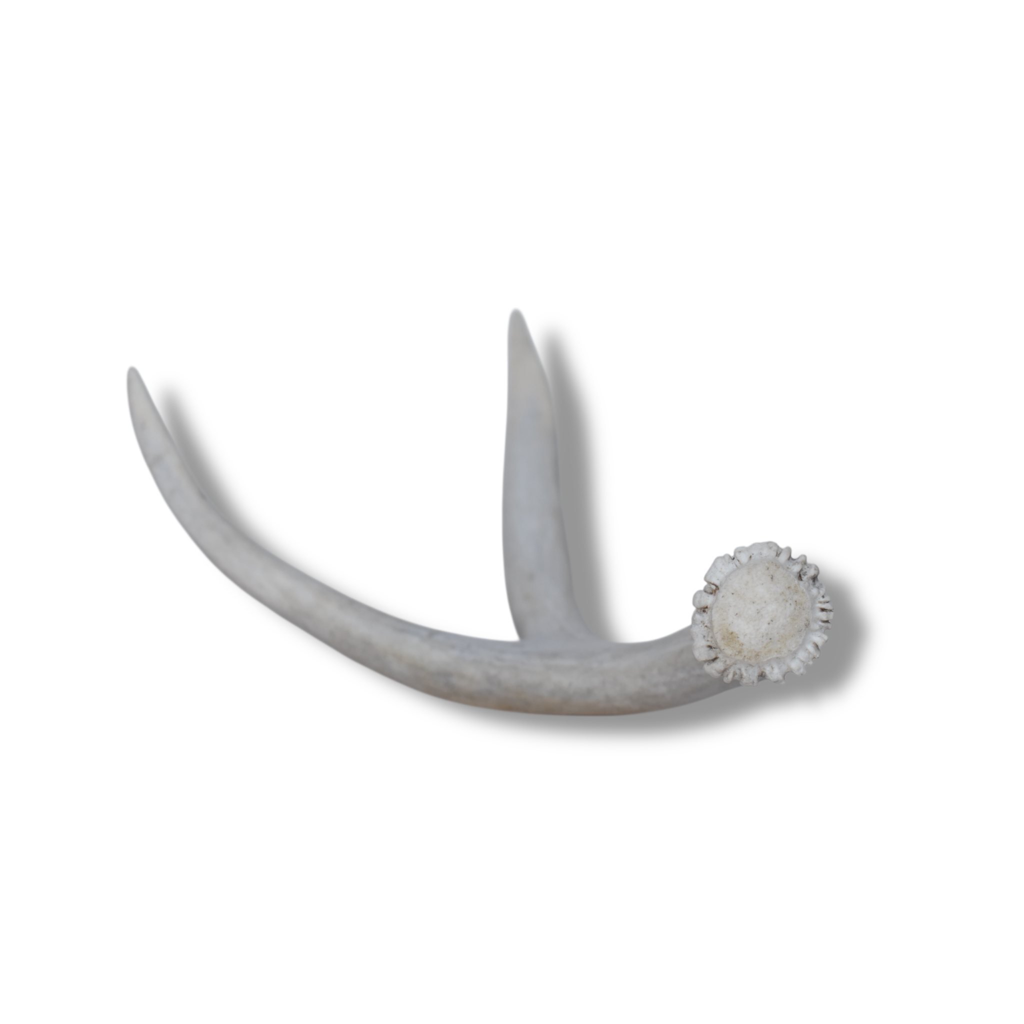 Mule Deer Antler | Small Size | 48