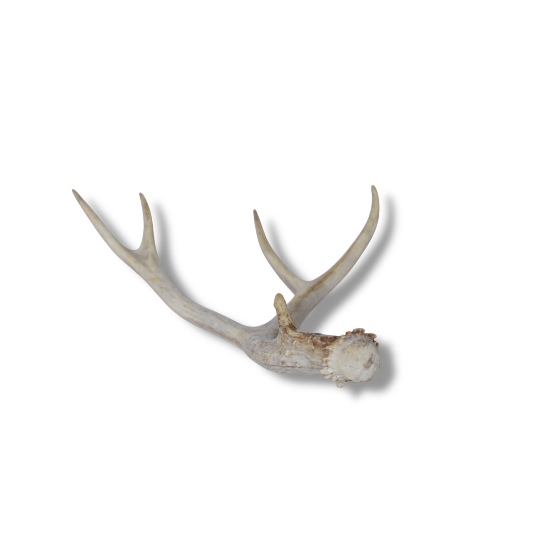 Mule Deer Antler | Small Size | 44