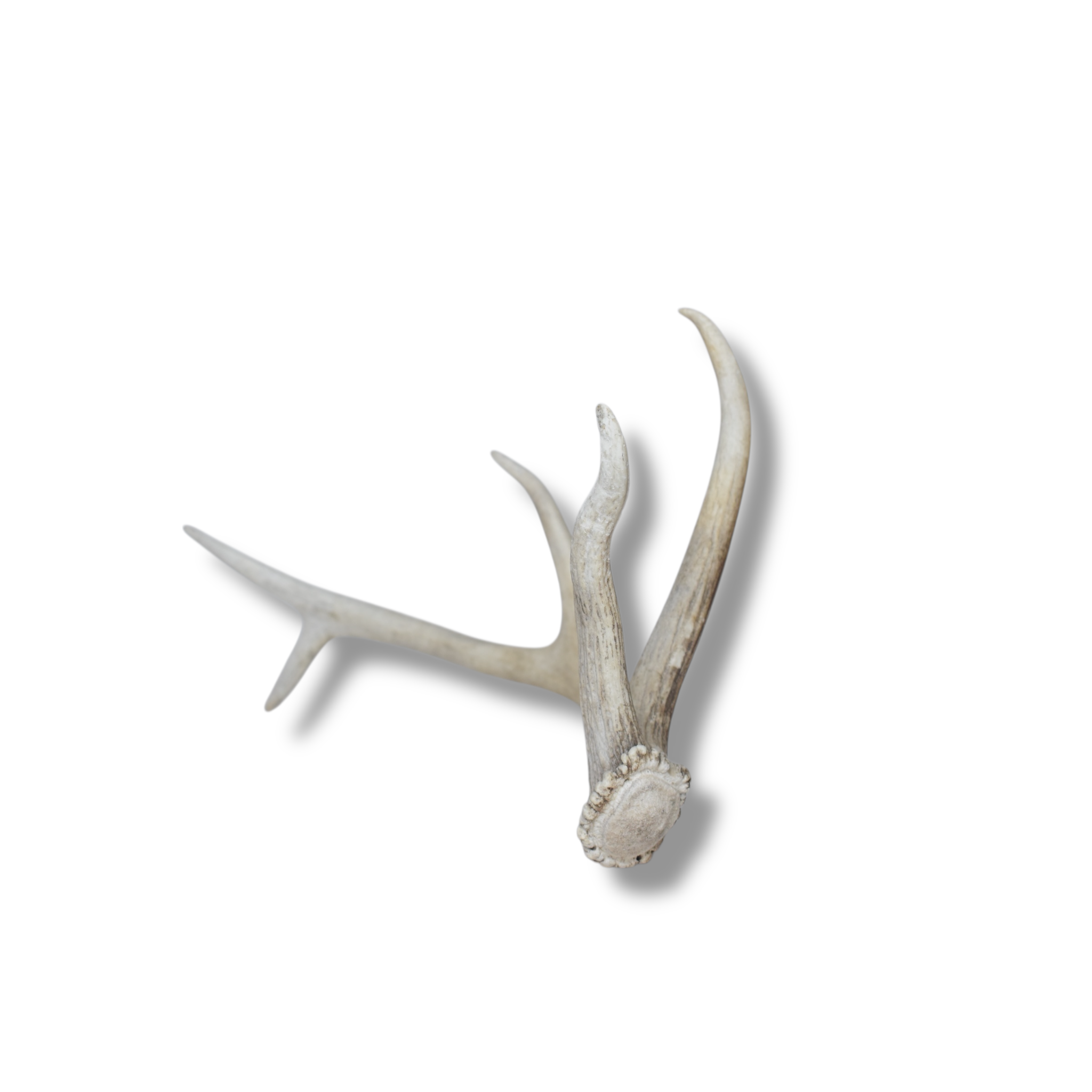 Elk Antler | Small Size | 90