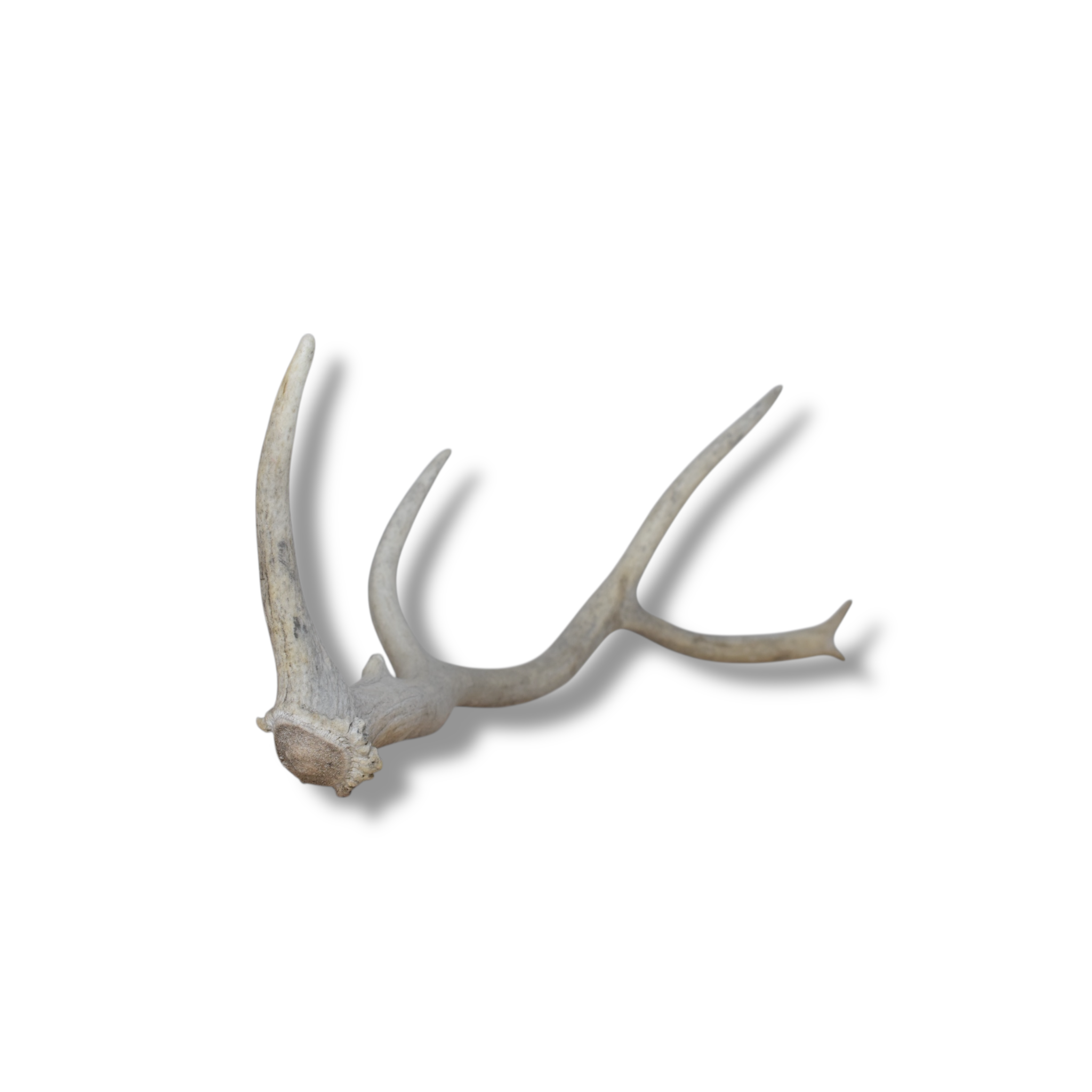 Elk Antler | Medium Size | 85