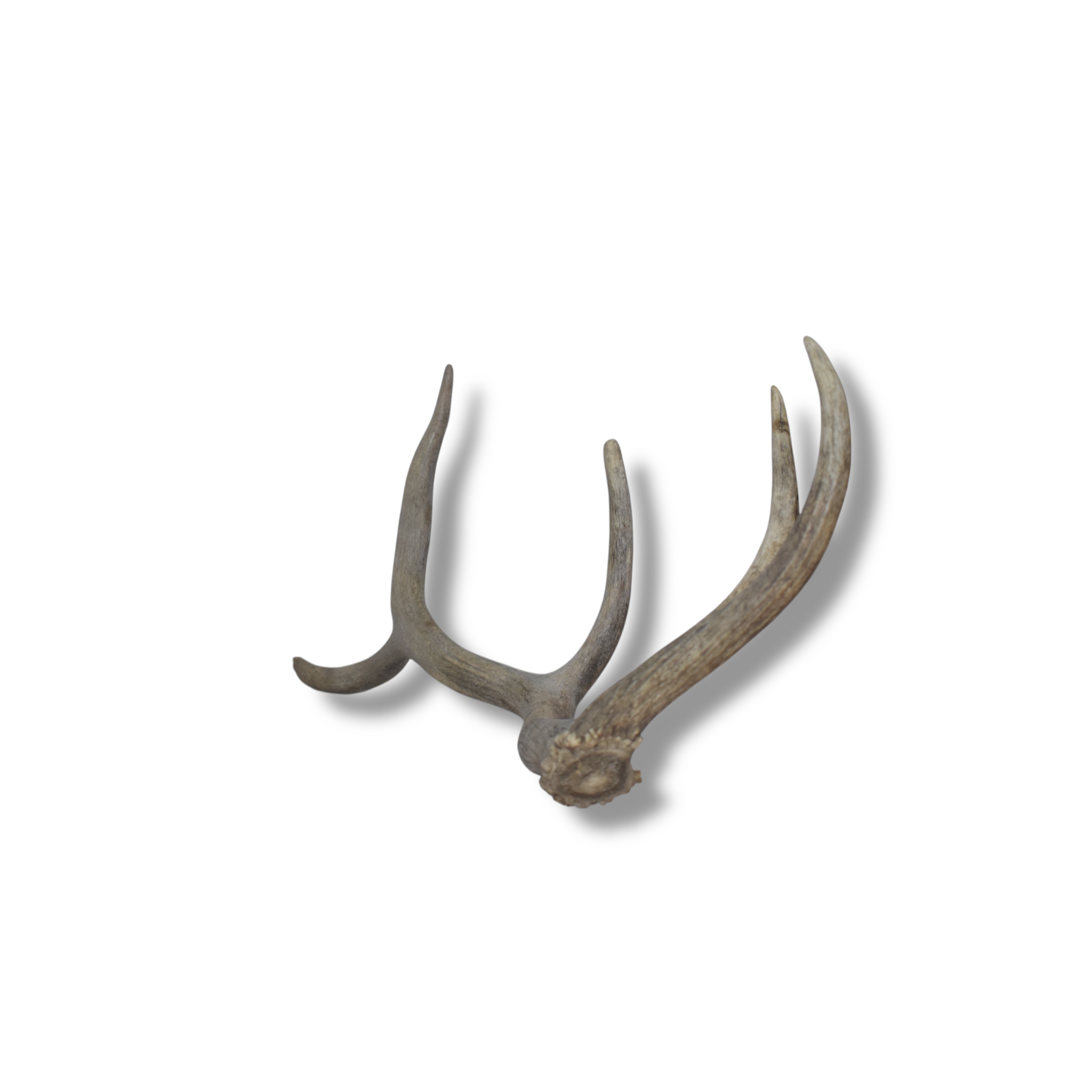 Elk Antler | Small Size | 91