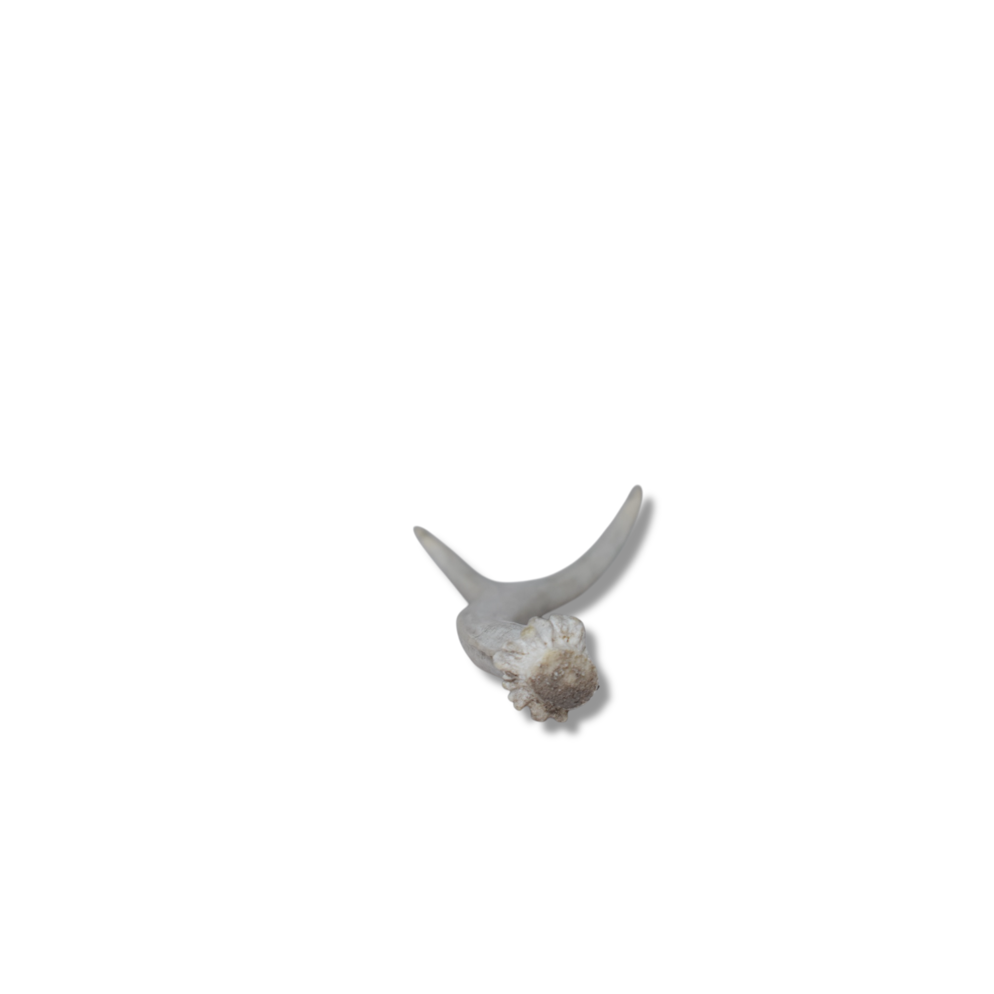 Mule Deer Antler | Extra-Small Size | 23