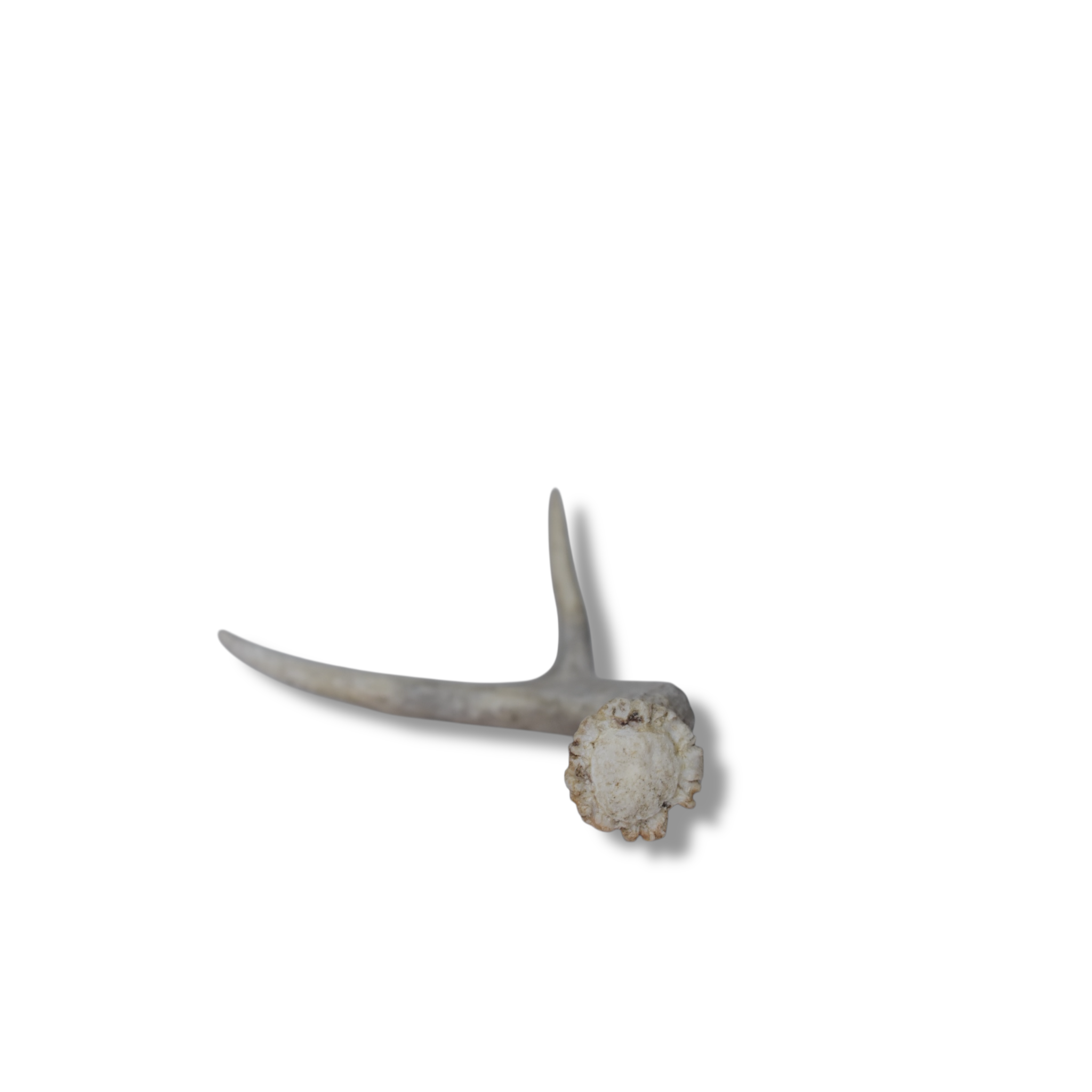 Mule Deer Antler | 21