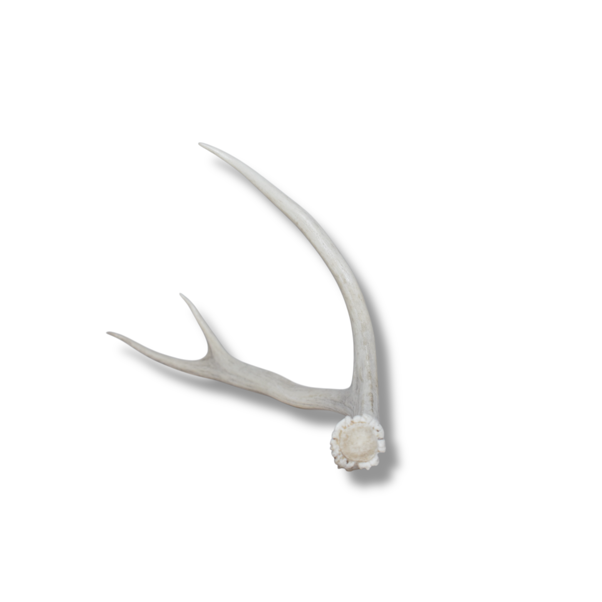 Mule Deer Antler | 39