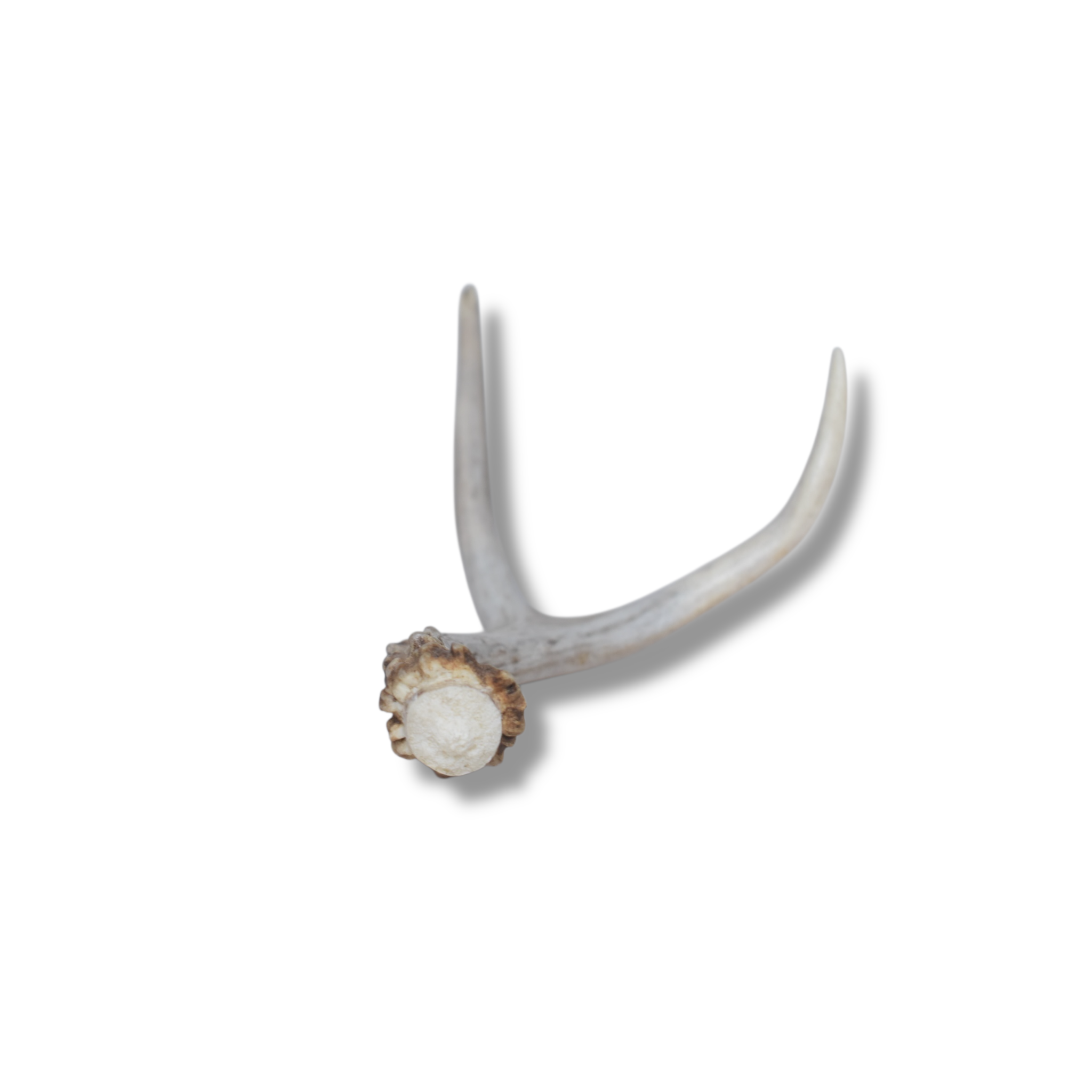 Mule Deer Antler | Small Size | 33