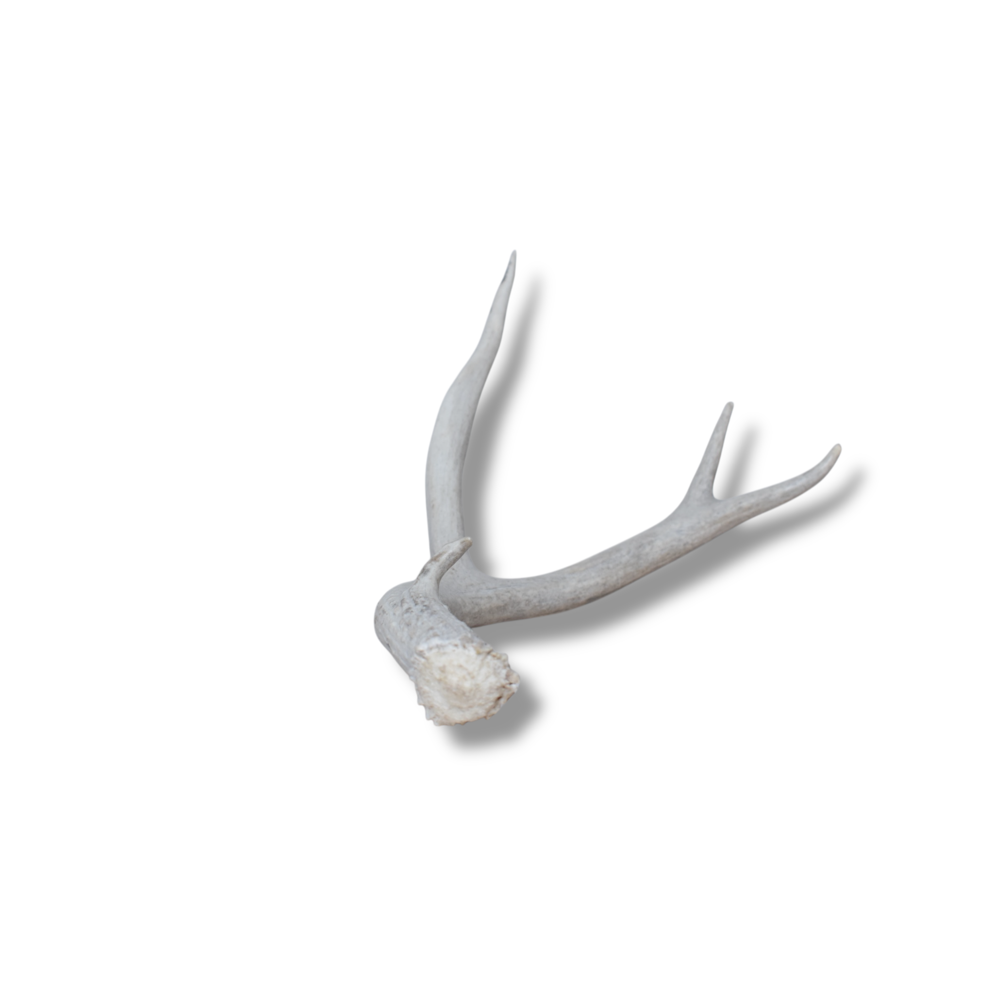 Mule Deer Antler | Medium Size | 46