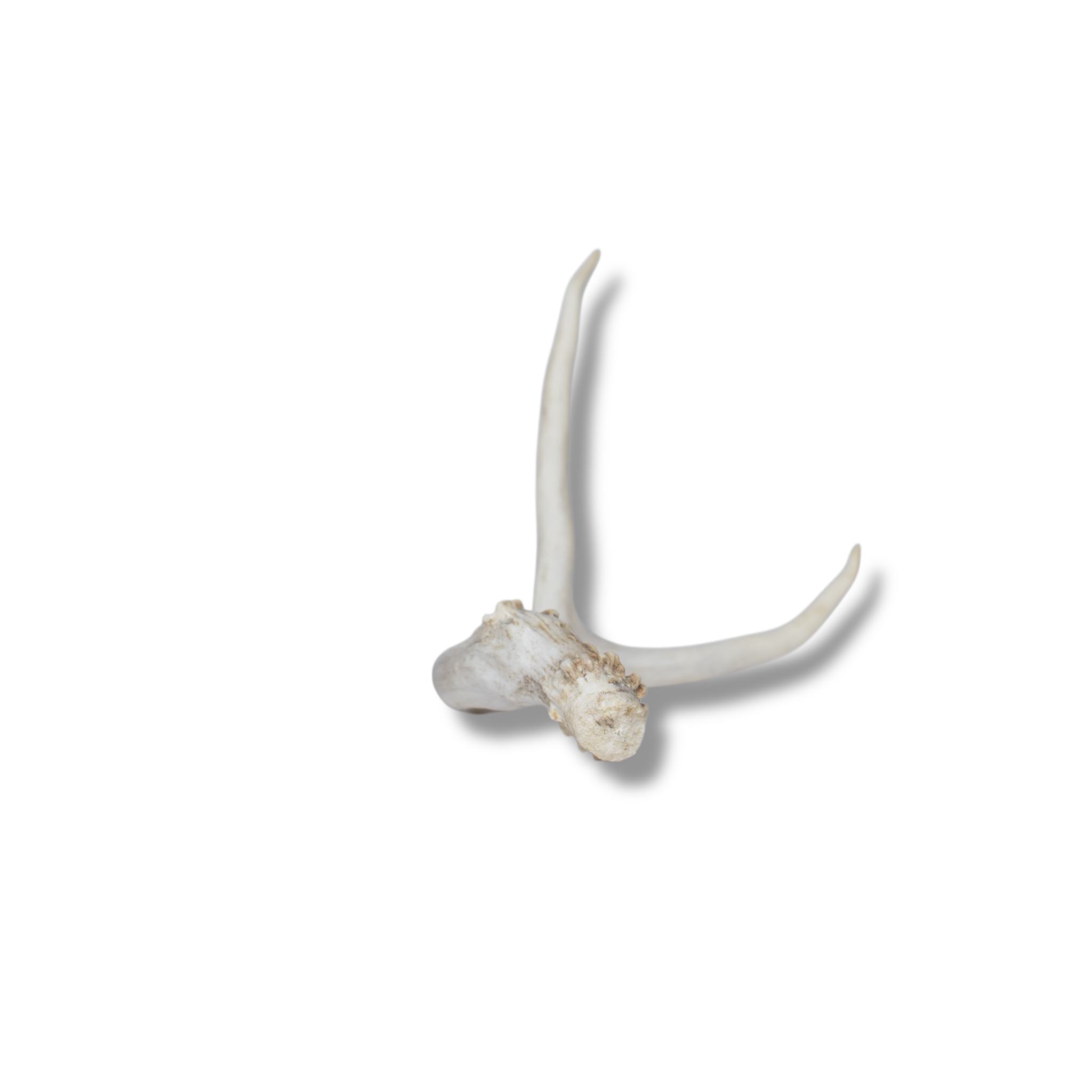 Mule Deer Antler | 26