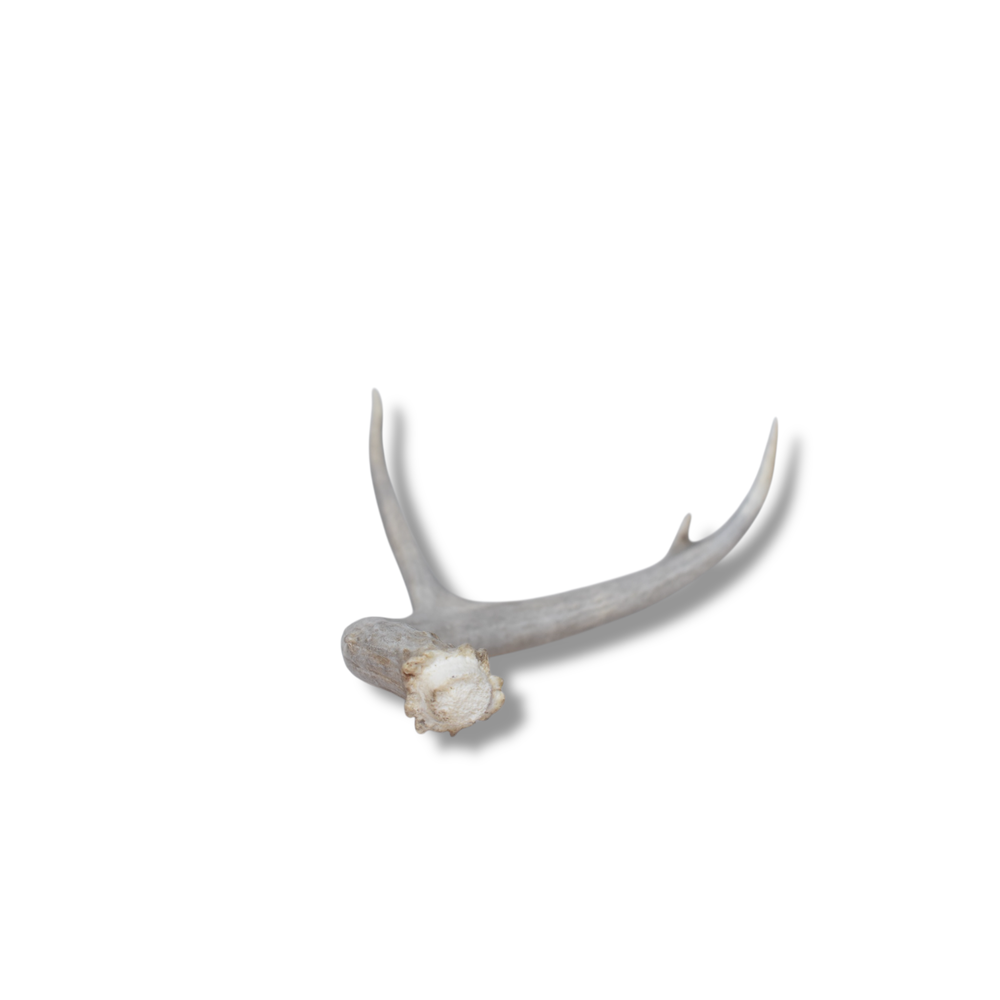 Mule Deer Antler | Small Size | 28
