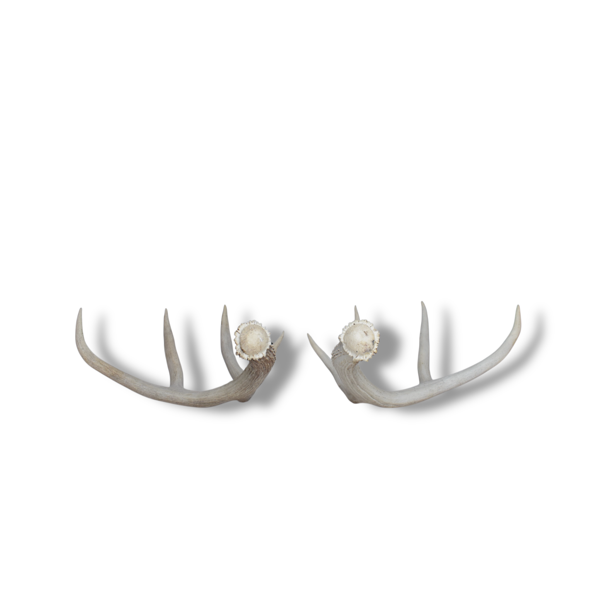 Mule Deer Antler Set | Large Size | 53