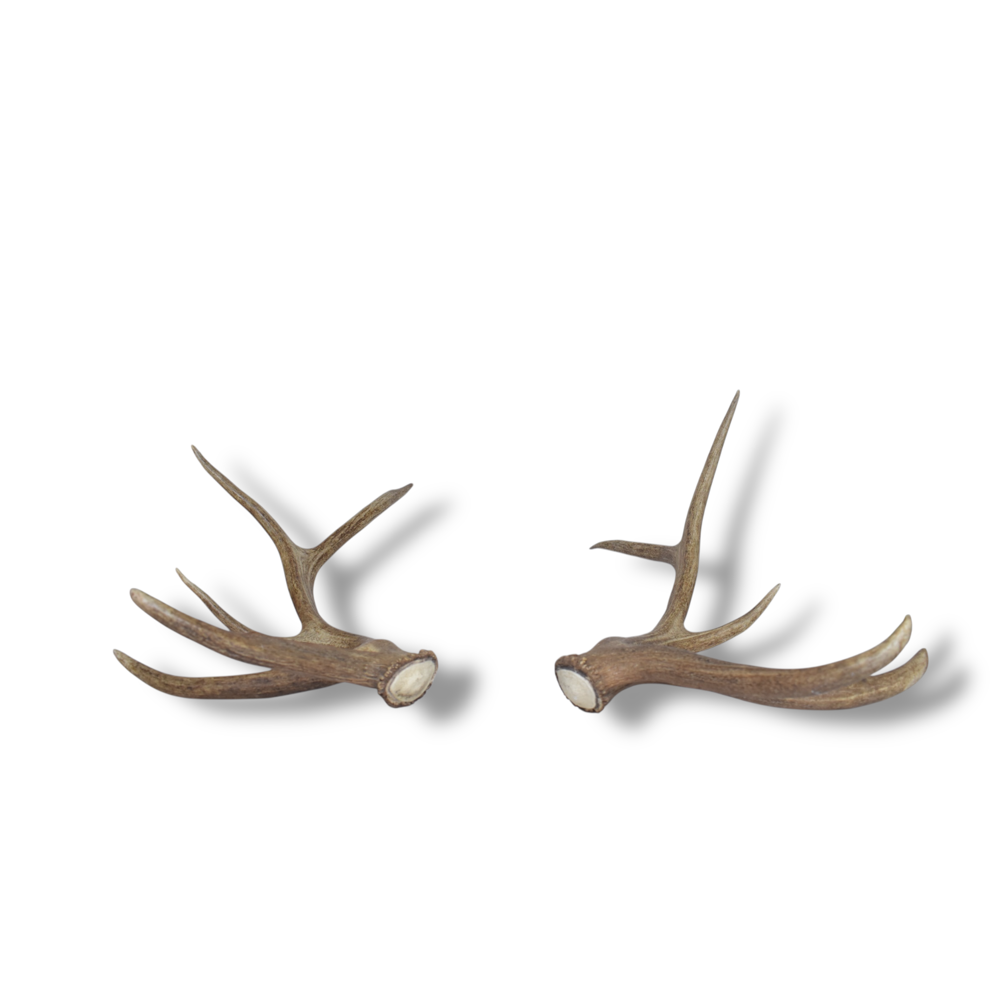 Elk Antler Set | Medium | 96
