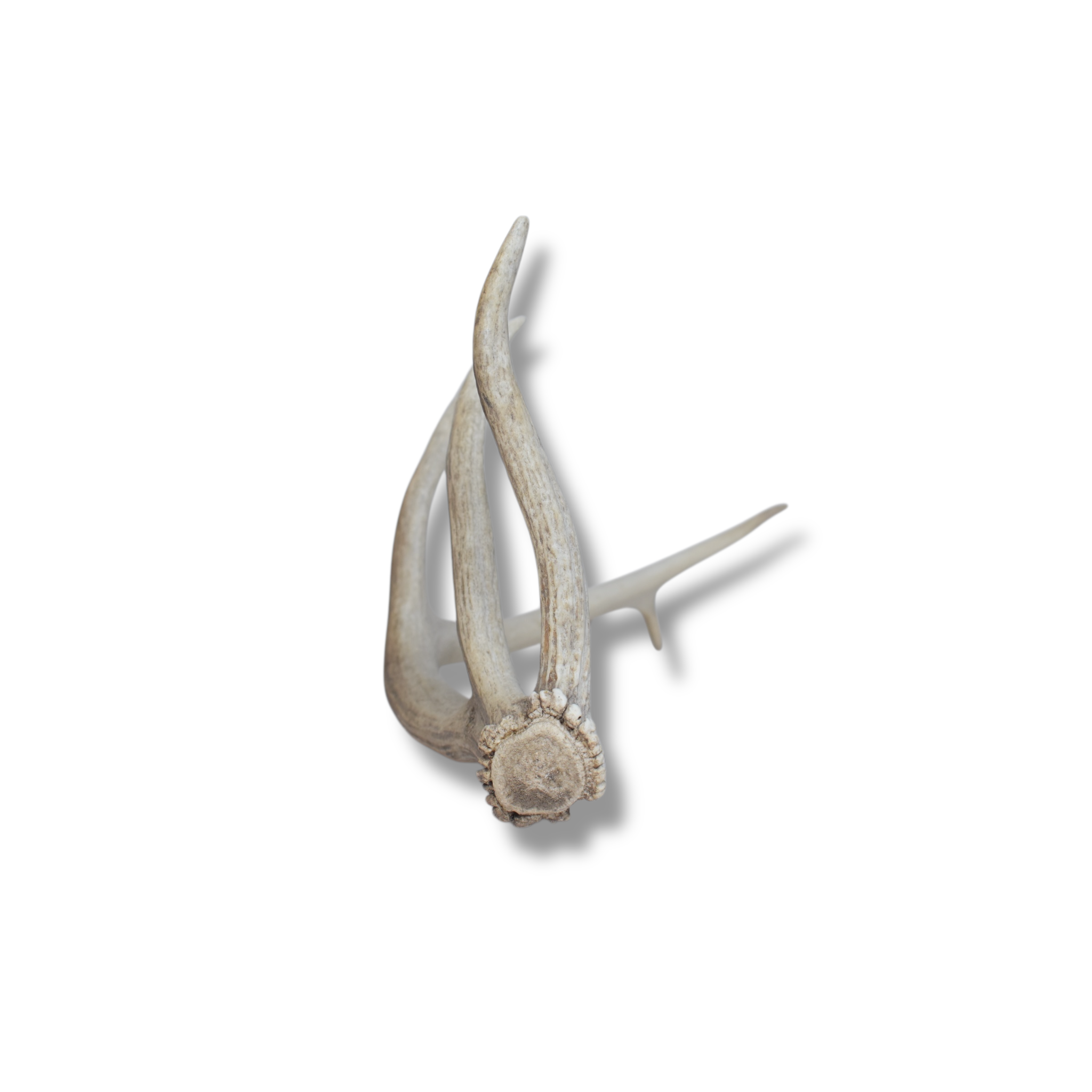Elk Antler | Small Size | 70