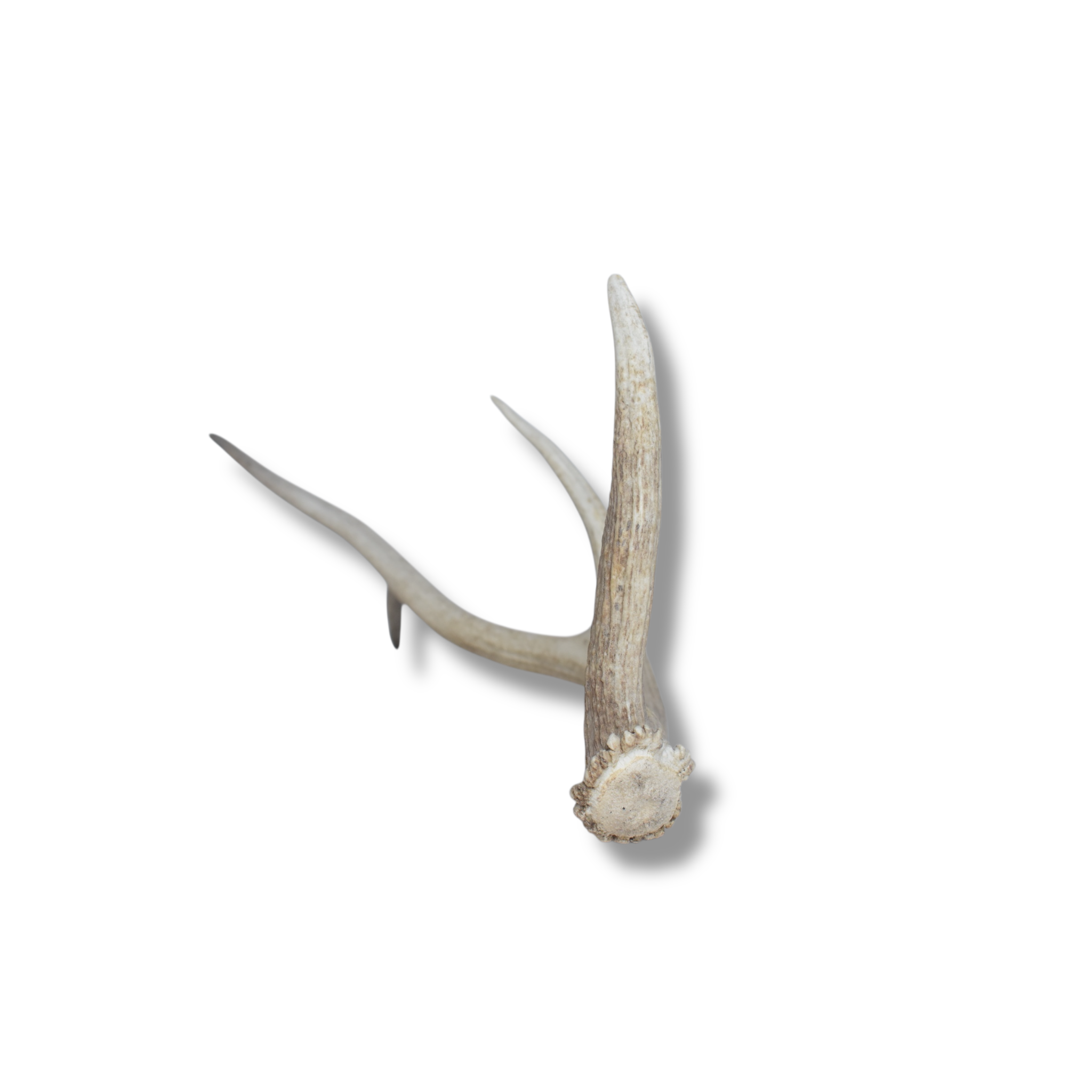 Elk Antler | Small Size | 64