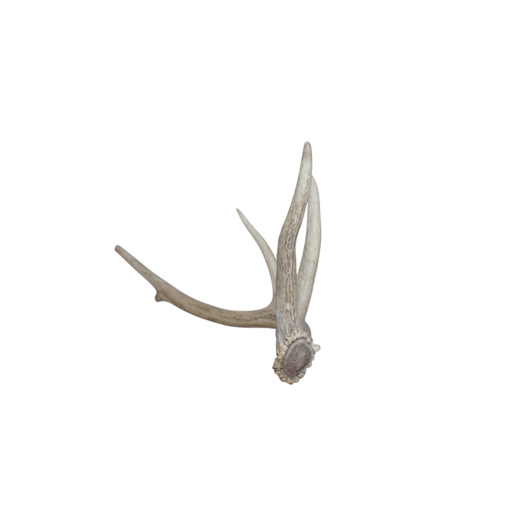 Elk Antler | Small Size | 71