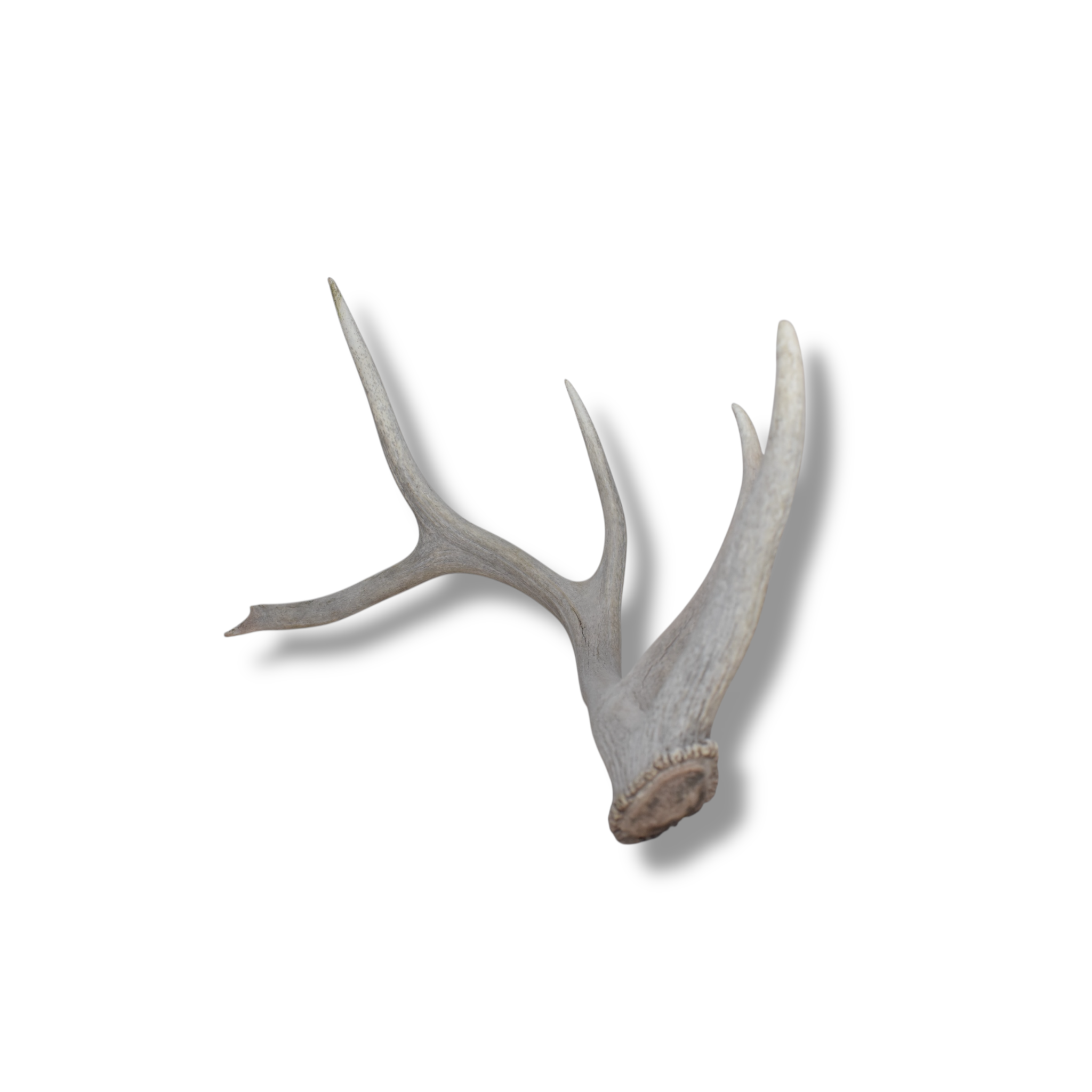 Elk Antler | 76