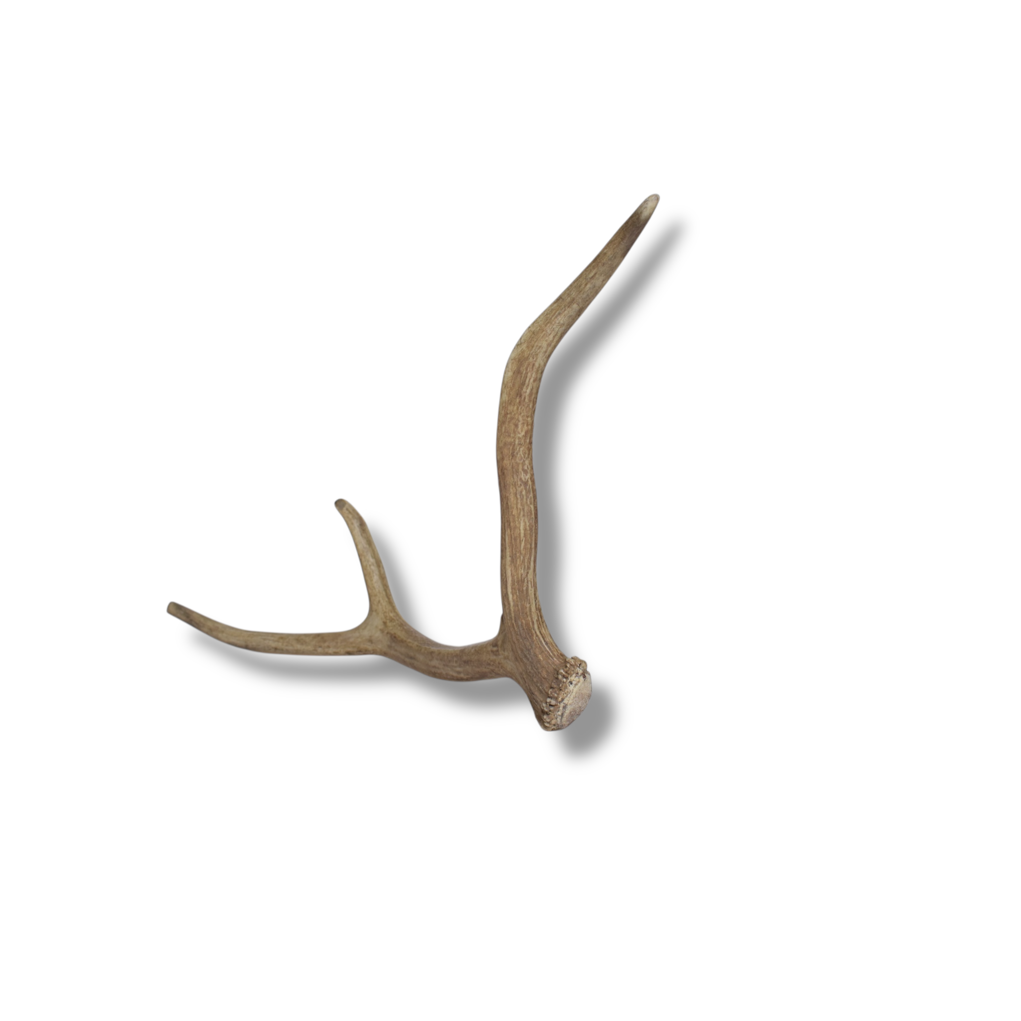 Elk Antler | Small Size | 94