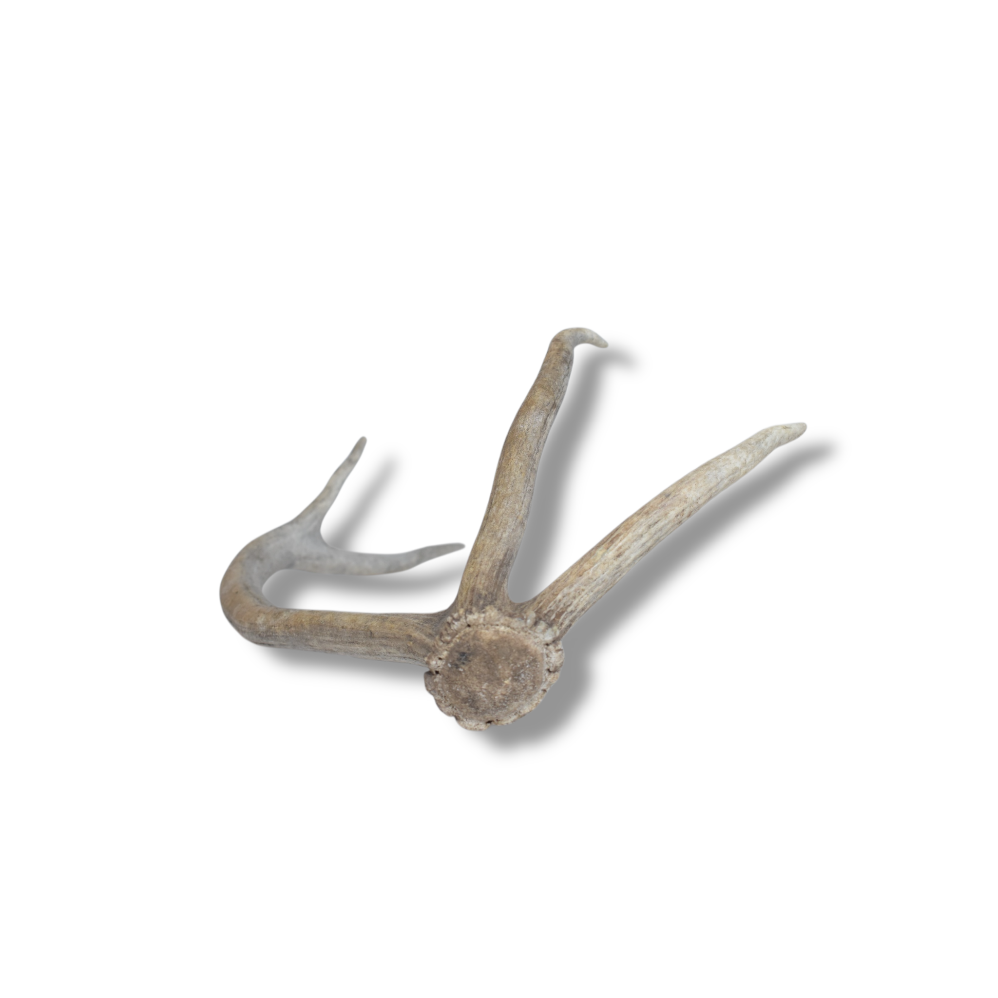 Elk Antler | Small Size | 77