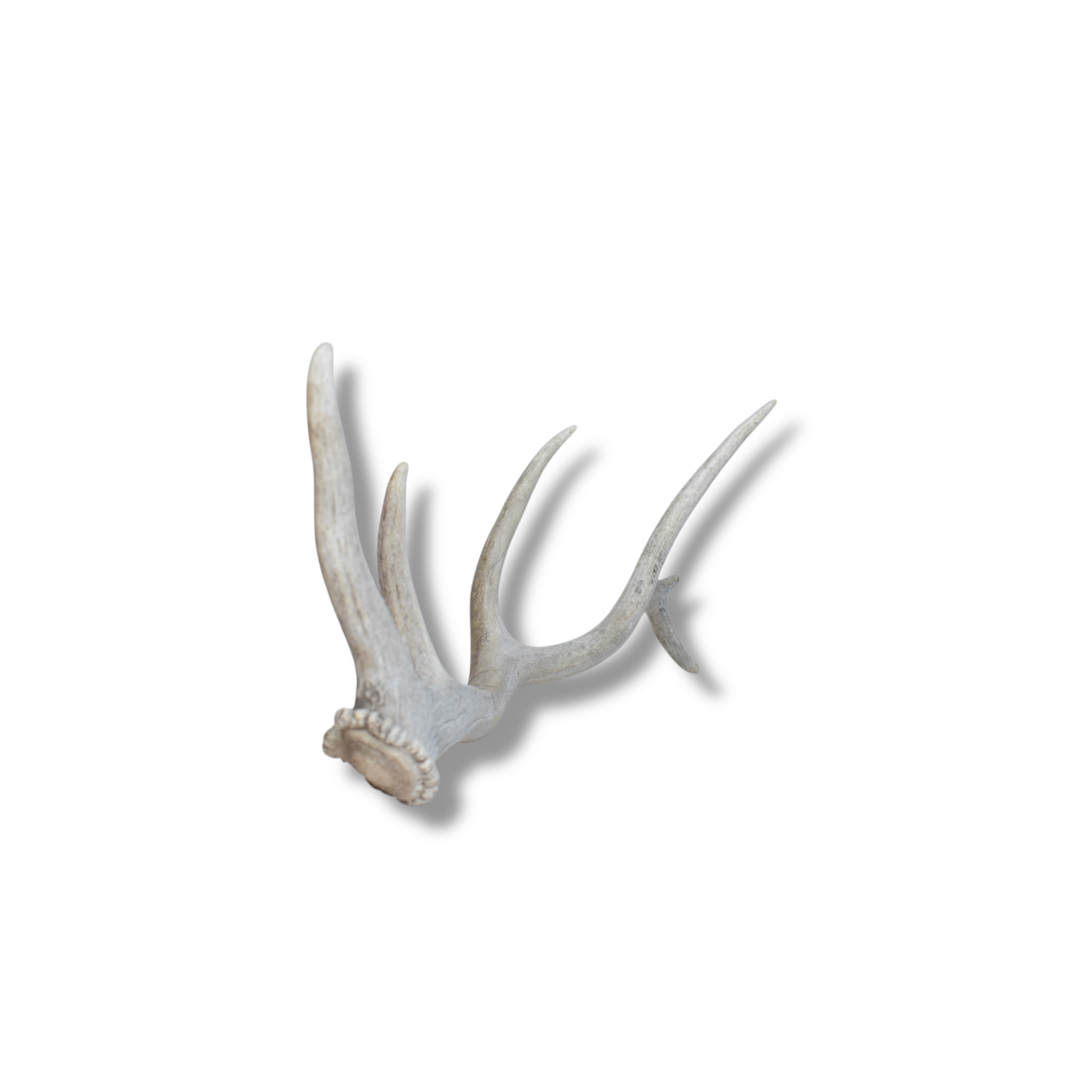 Elk Antler | Small Size | 83