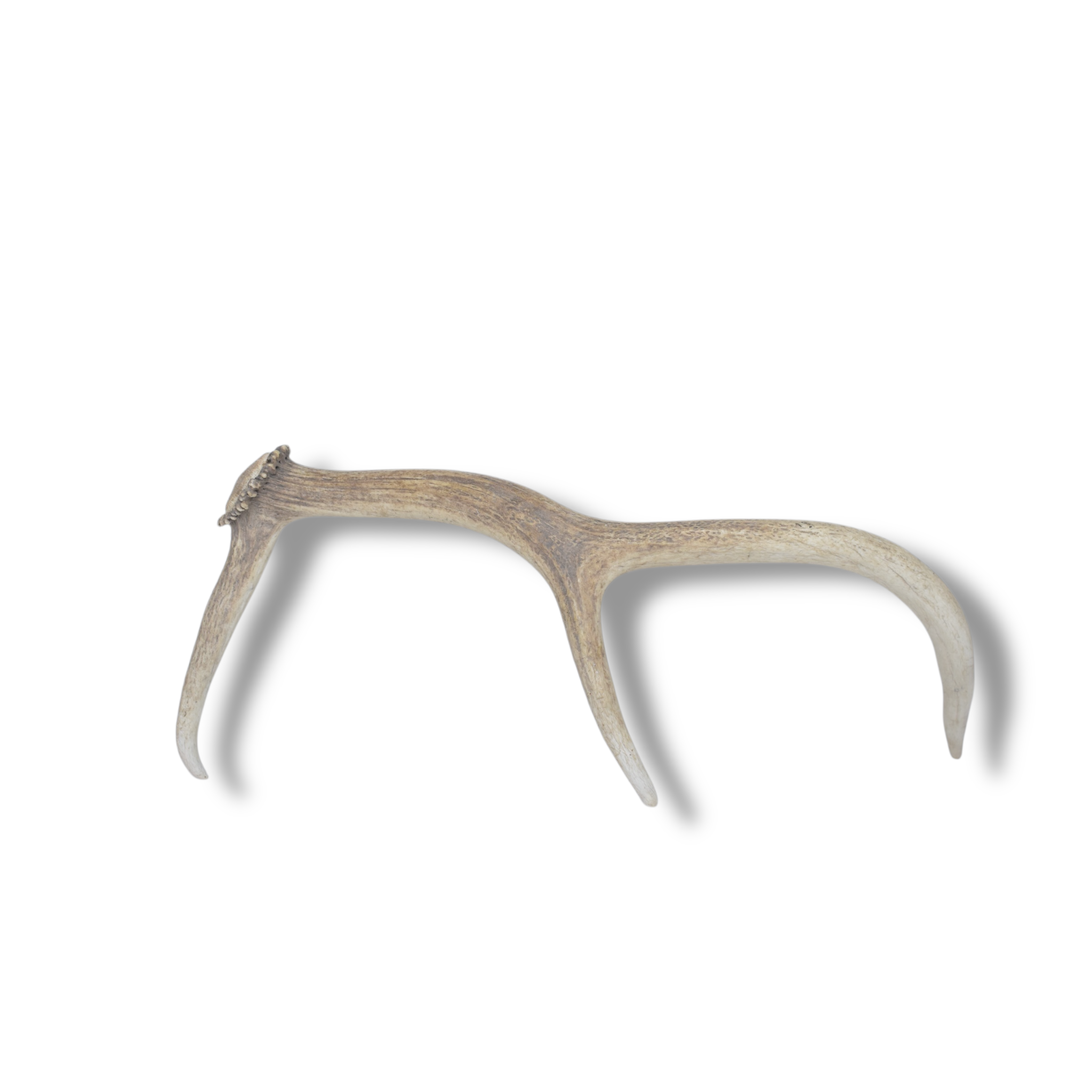 Elk Antler | Small Size | 66