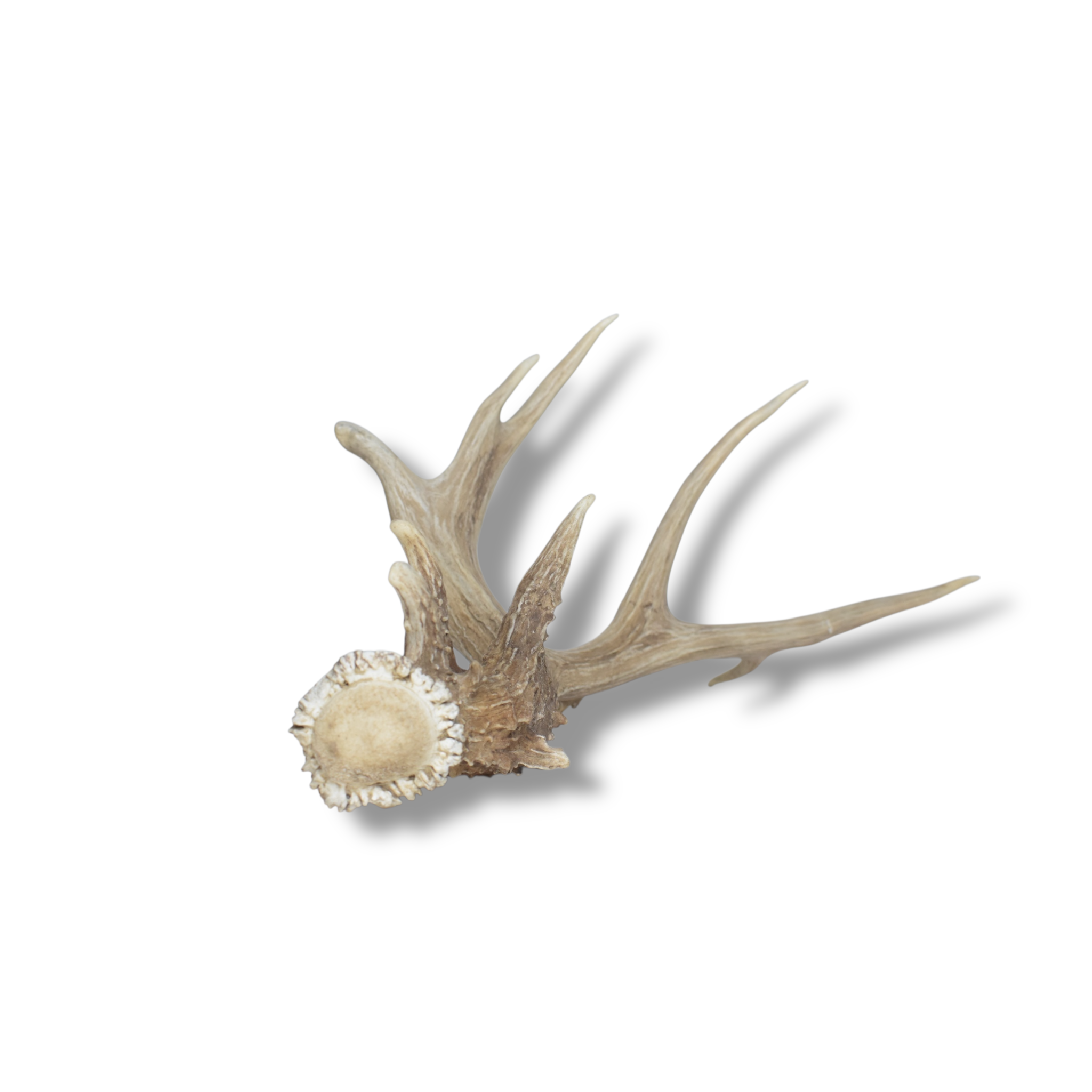 Mule Deer Antler | 54