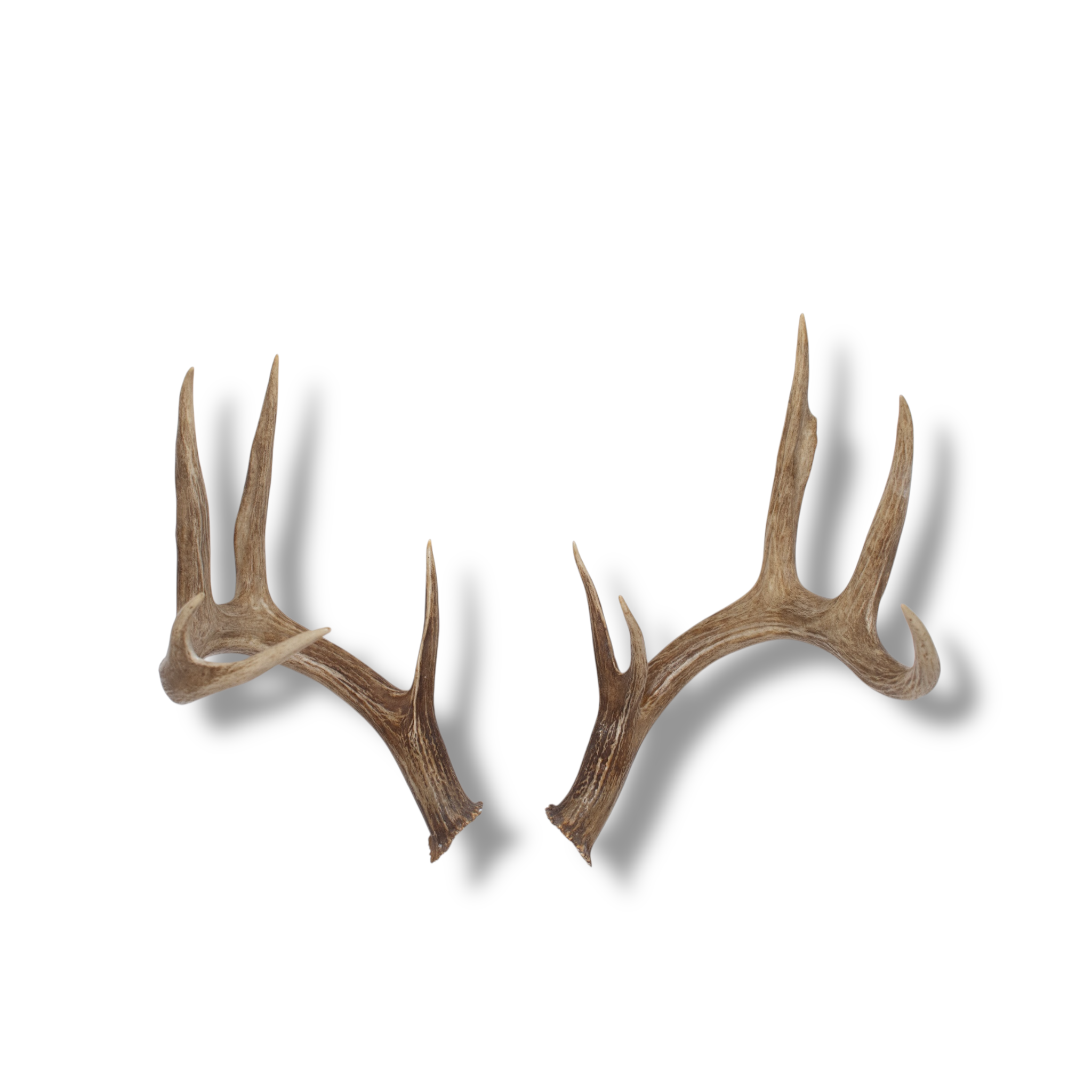 Whitetail Deer Large | Made to Order | 03