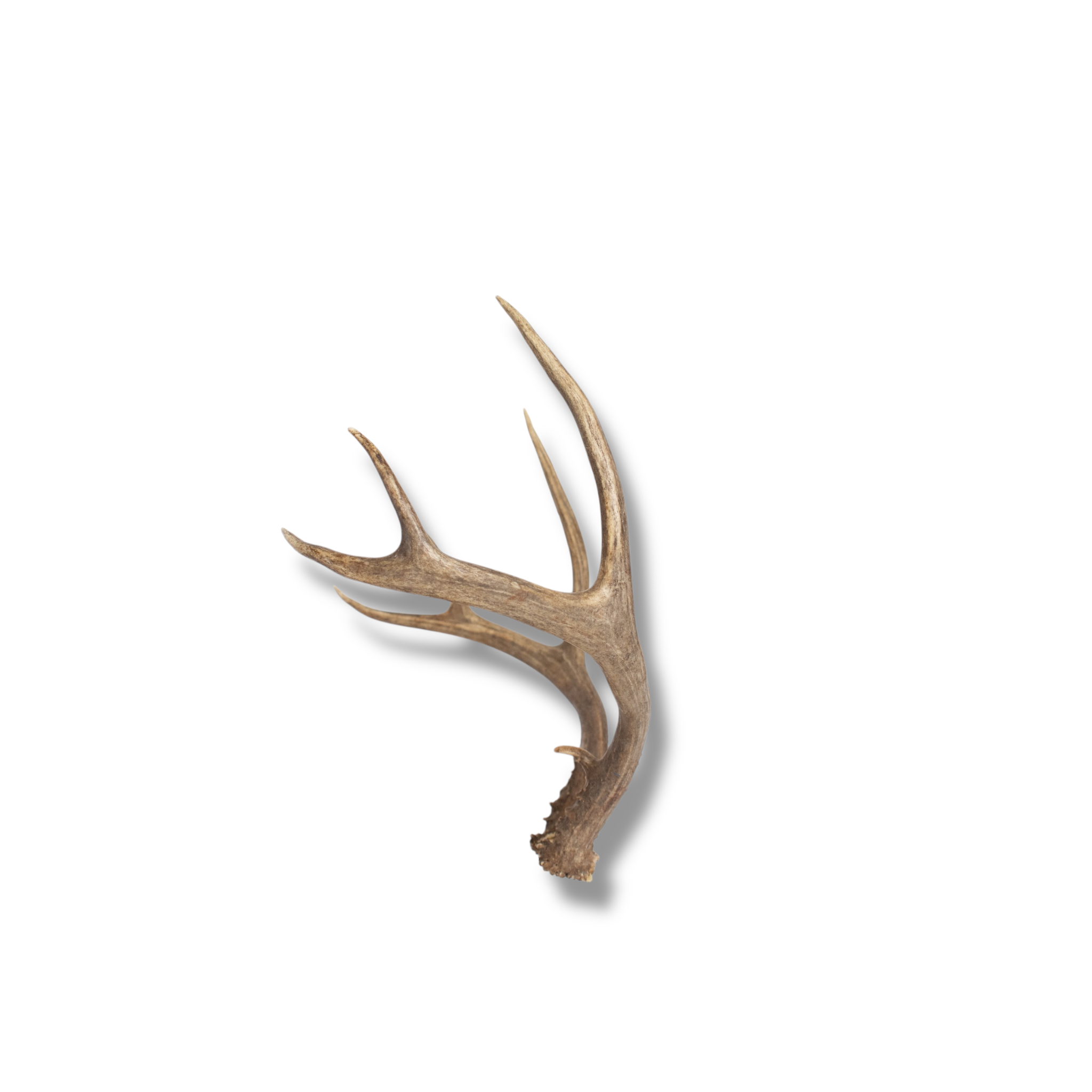 Mule Deer Small | Made-to-Order | 04