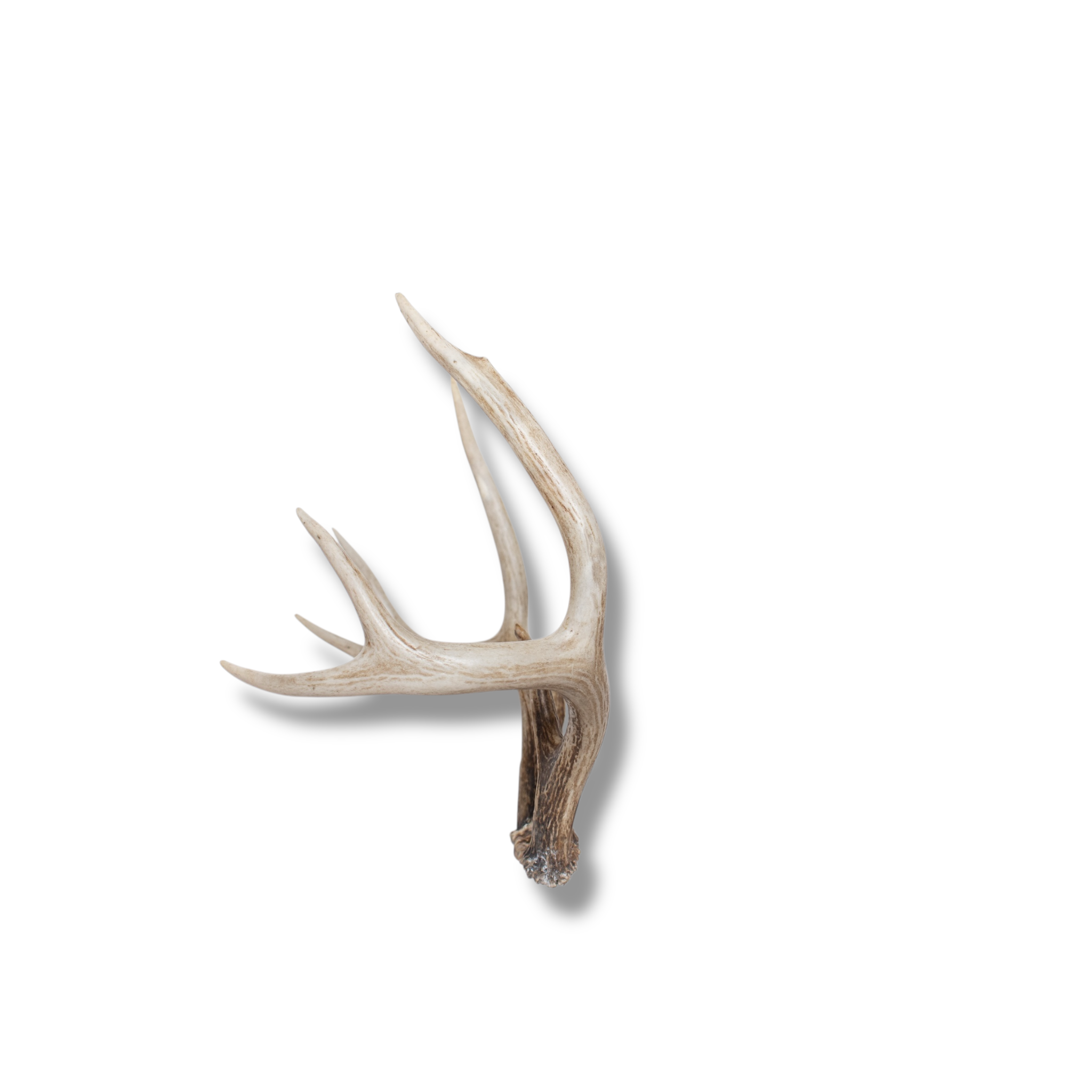 Whitetail Deer Small | Made-to-Order | 05