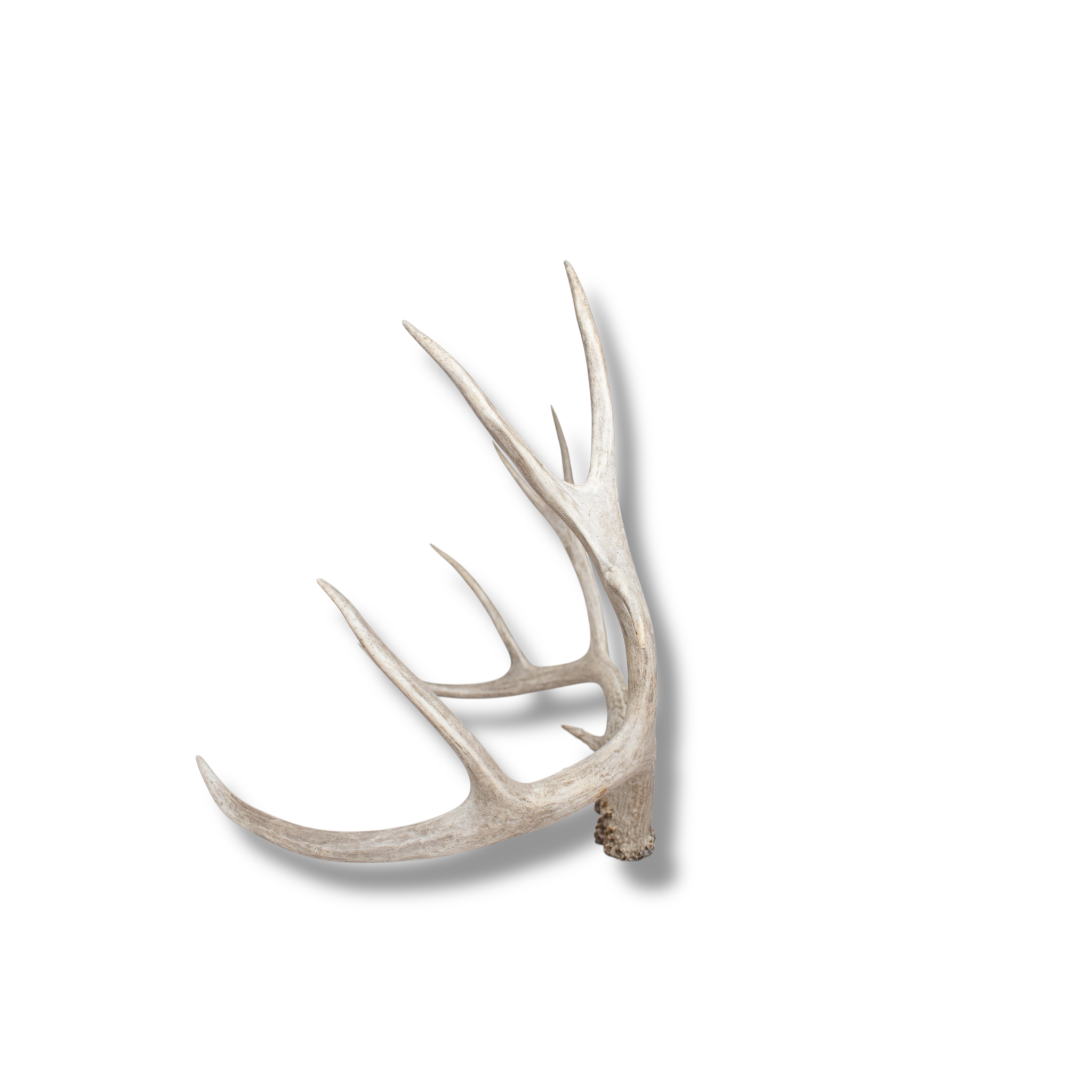 Mule Deer Medium | Made-to-Order | 07