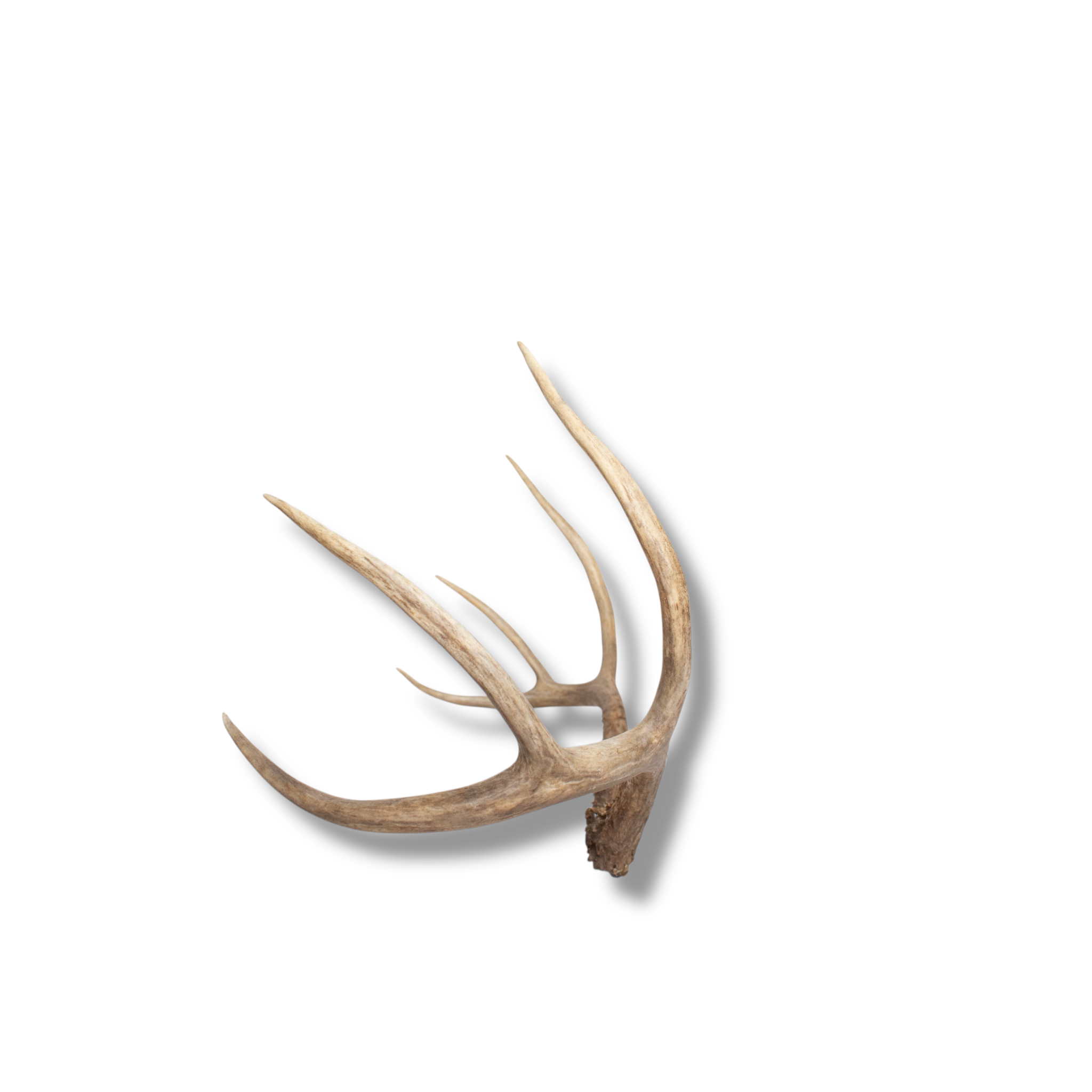 Mule Deer Medium | Made-to-Order | 08