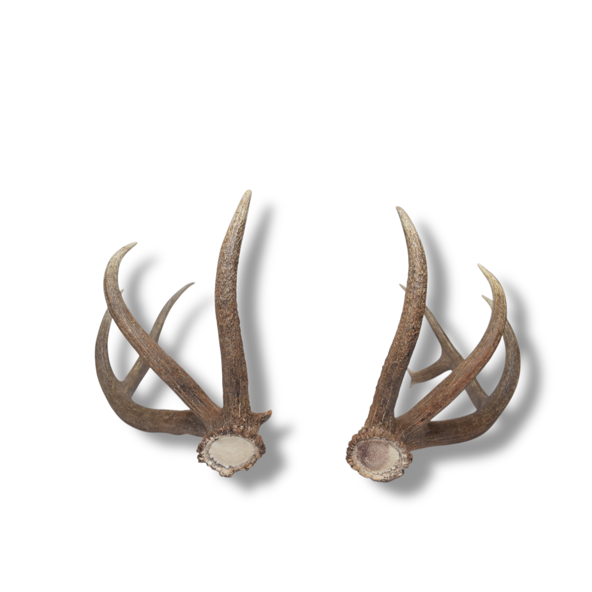 Elk Antler Set | 97