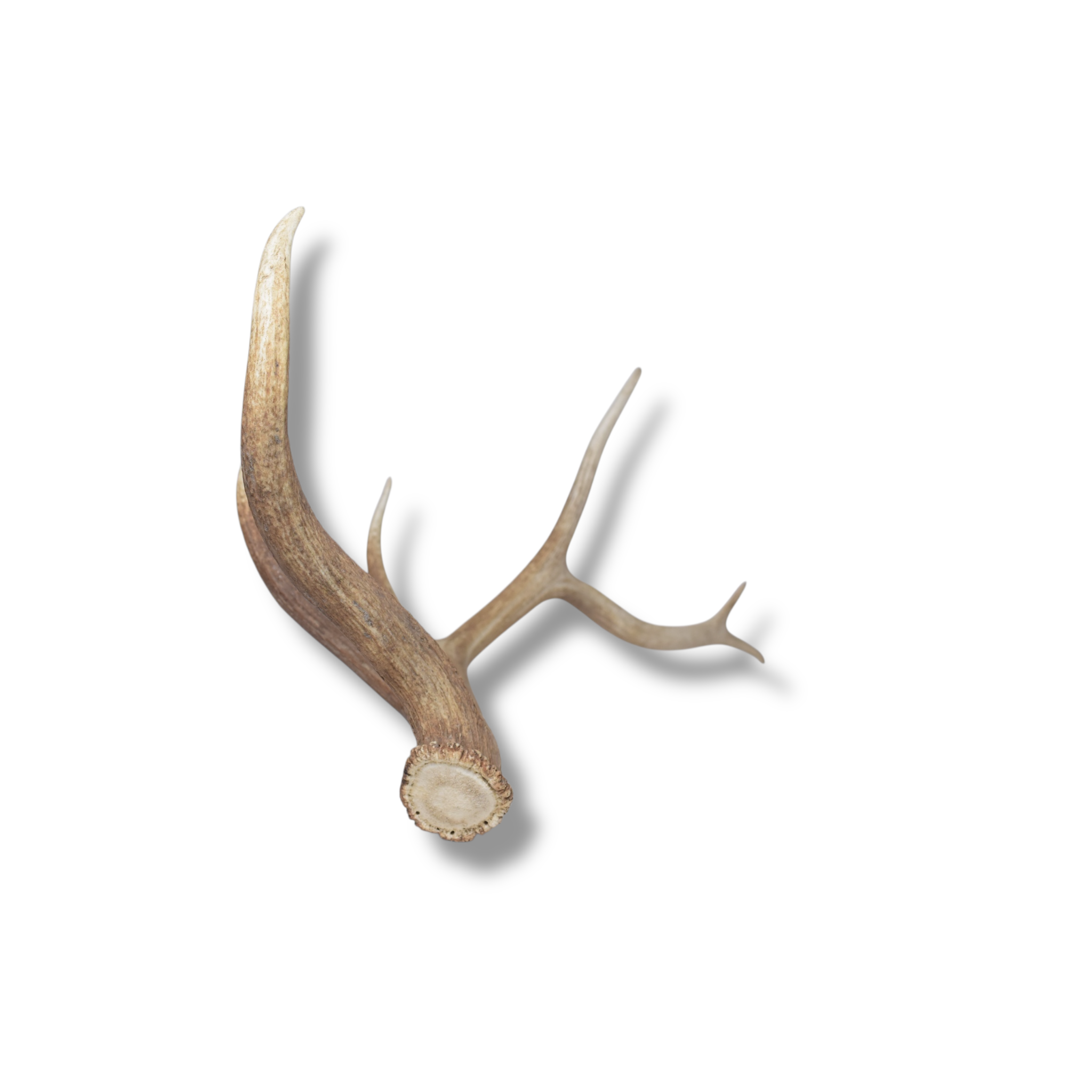 Elk Antler | Large Size | 98